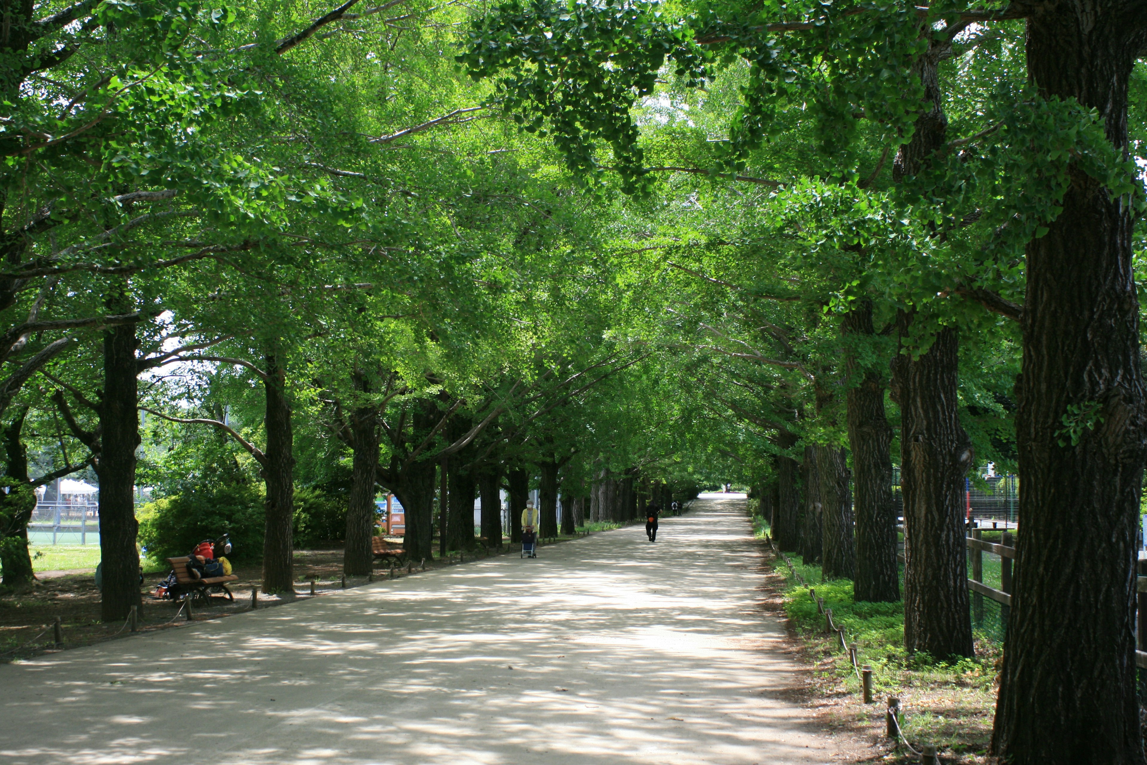 Un camino de parque tranquilo rodeado de árboles verdes exuberantes