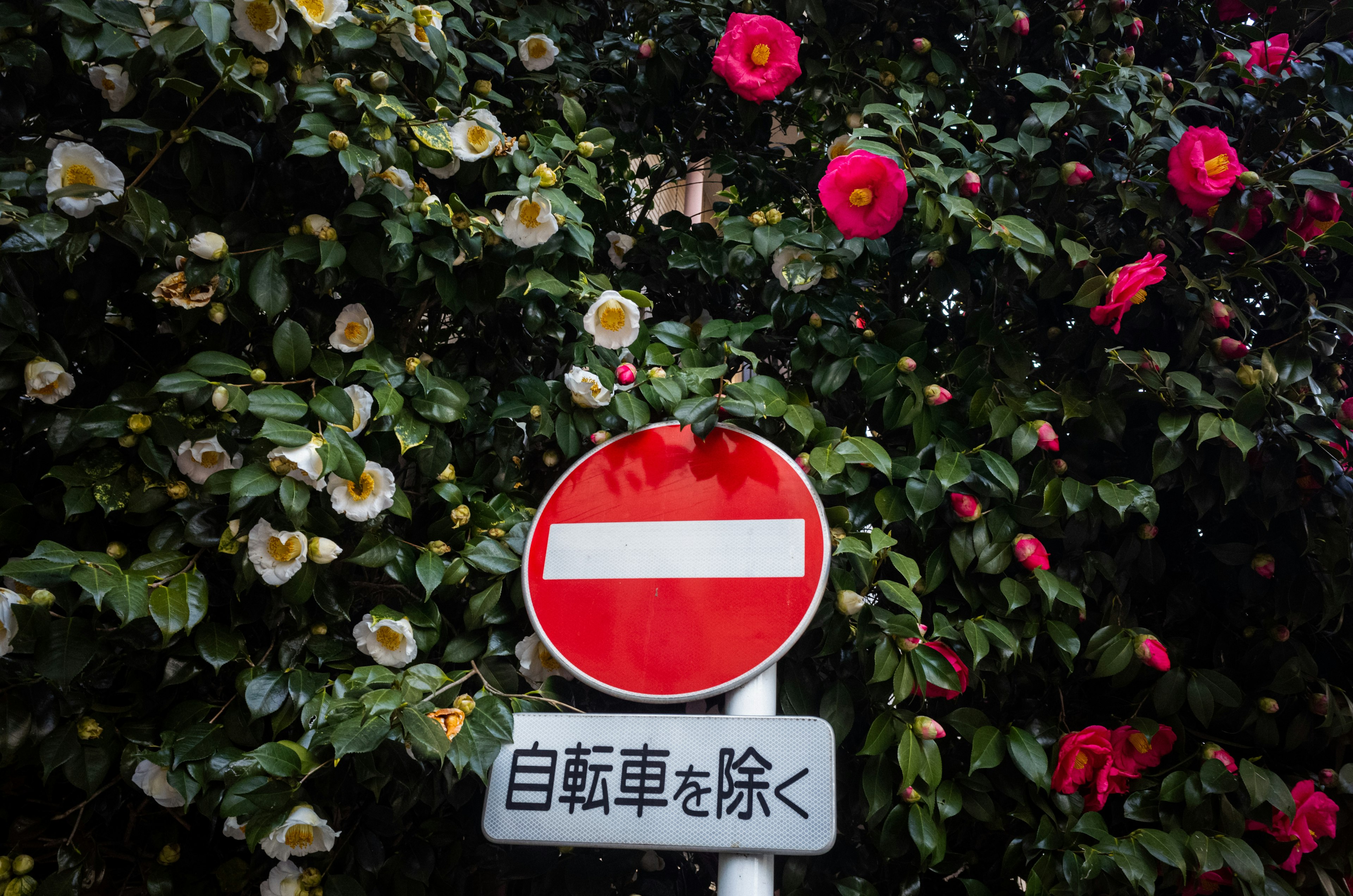 Señal de prohibición roja con flores coloridas de fondo