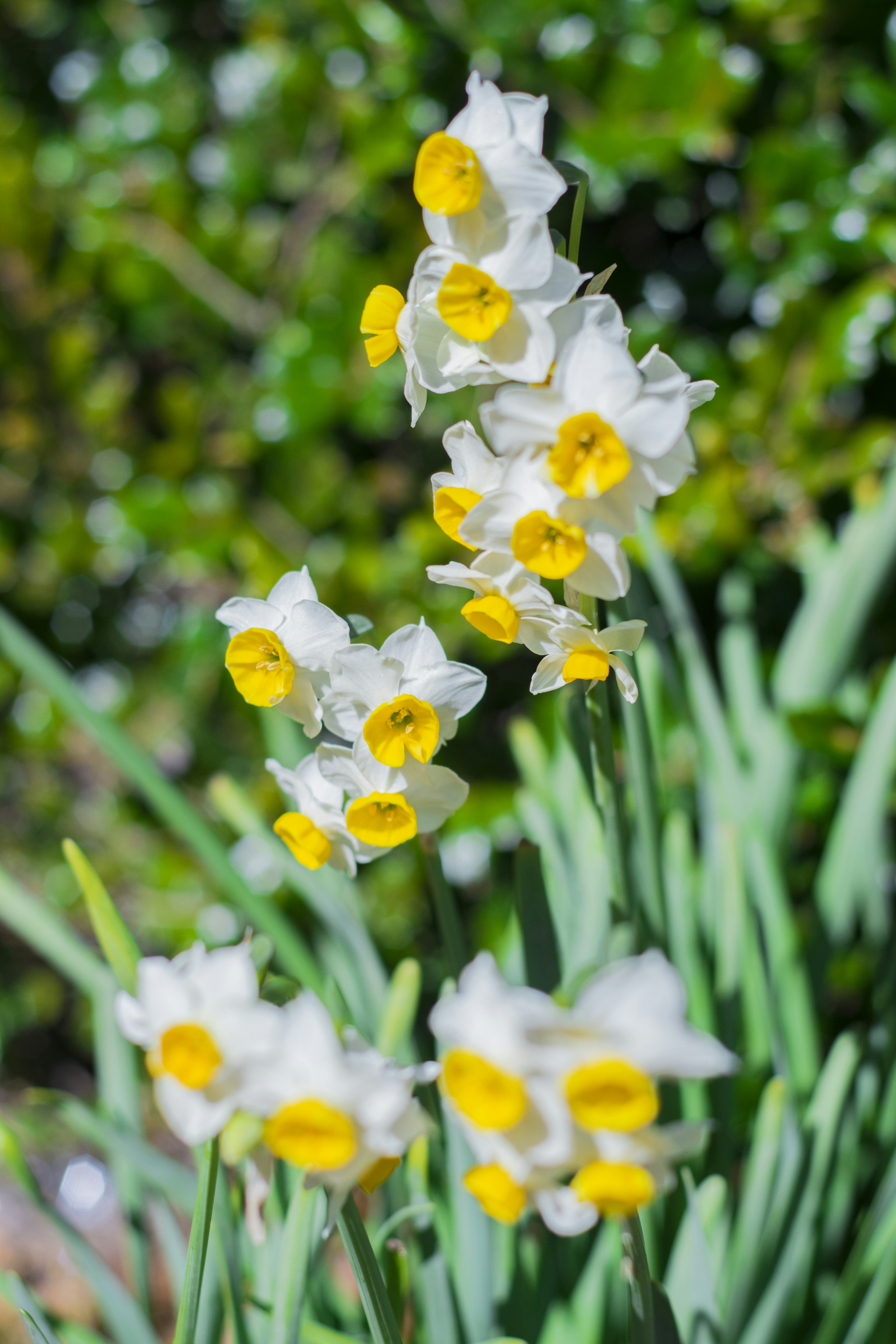 Racimo de flores de narcisos blancos y amarillos en flor