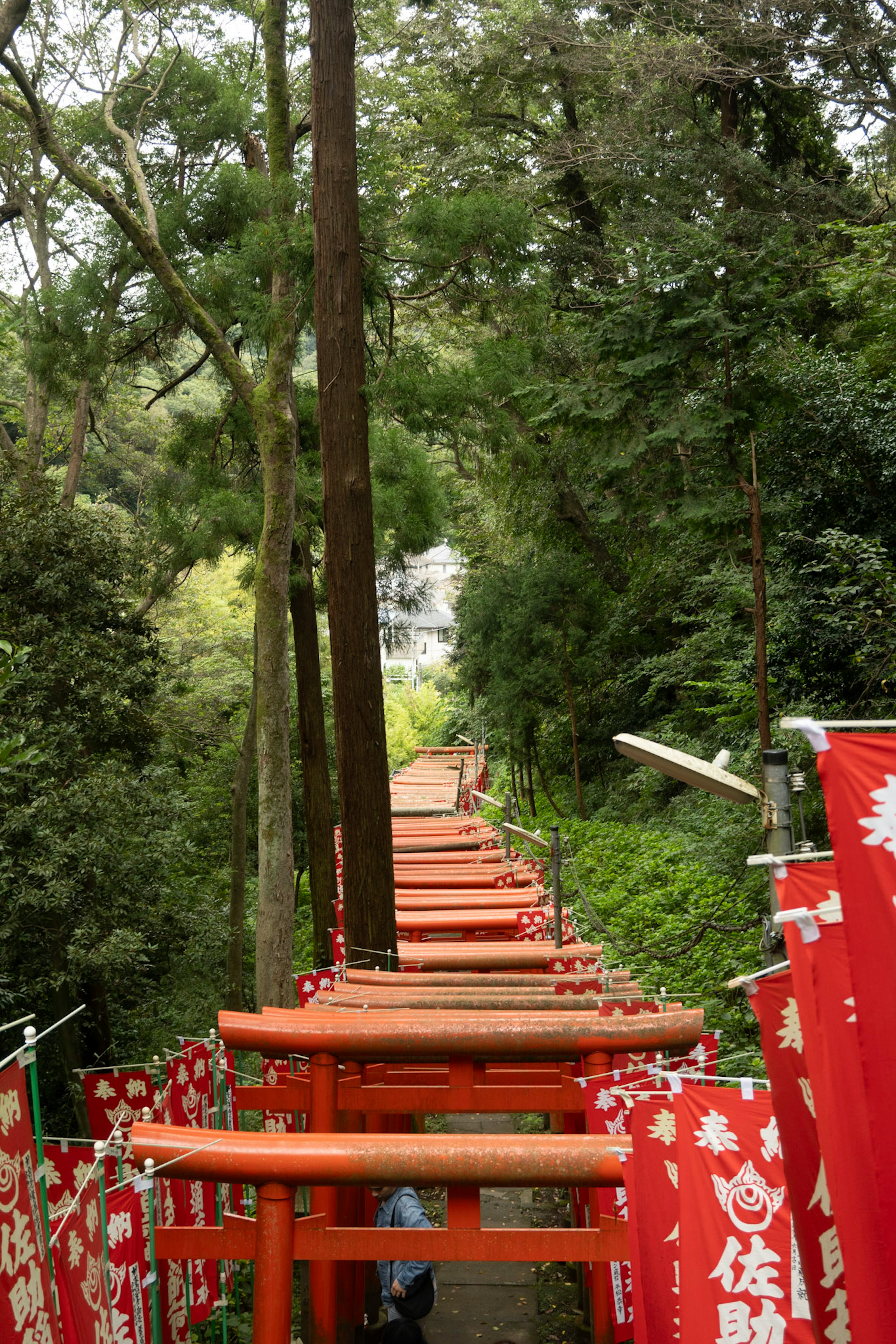 Con đường yên bình được bao quanh bởi cổng torii đỏ và cây cối xanh tươi