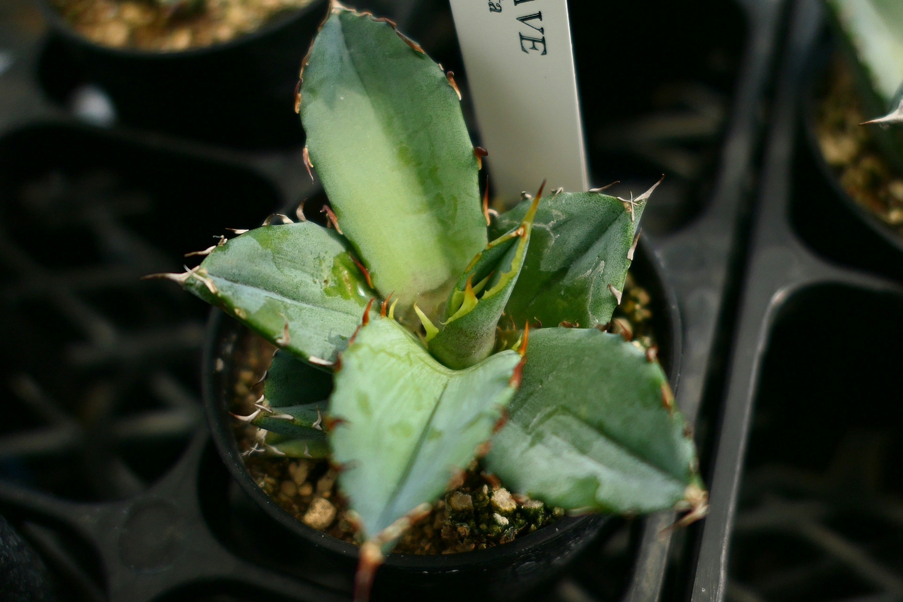 Gros plan d'une plante succulente avec des feuilles épineuses vertes