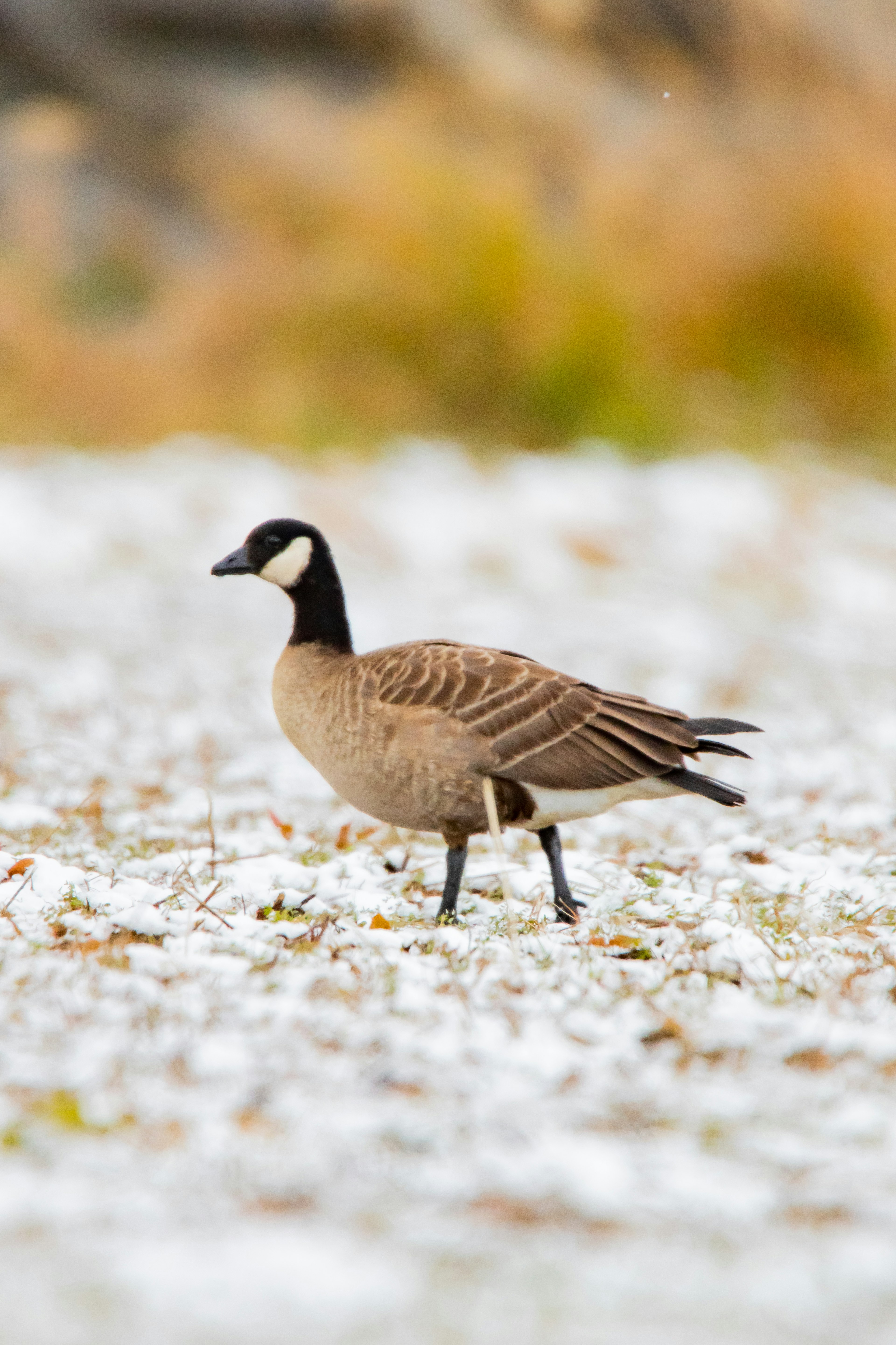 Un oiseau marchant sur la neige avec un plumage brun et blanc