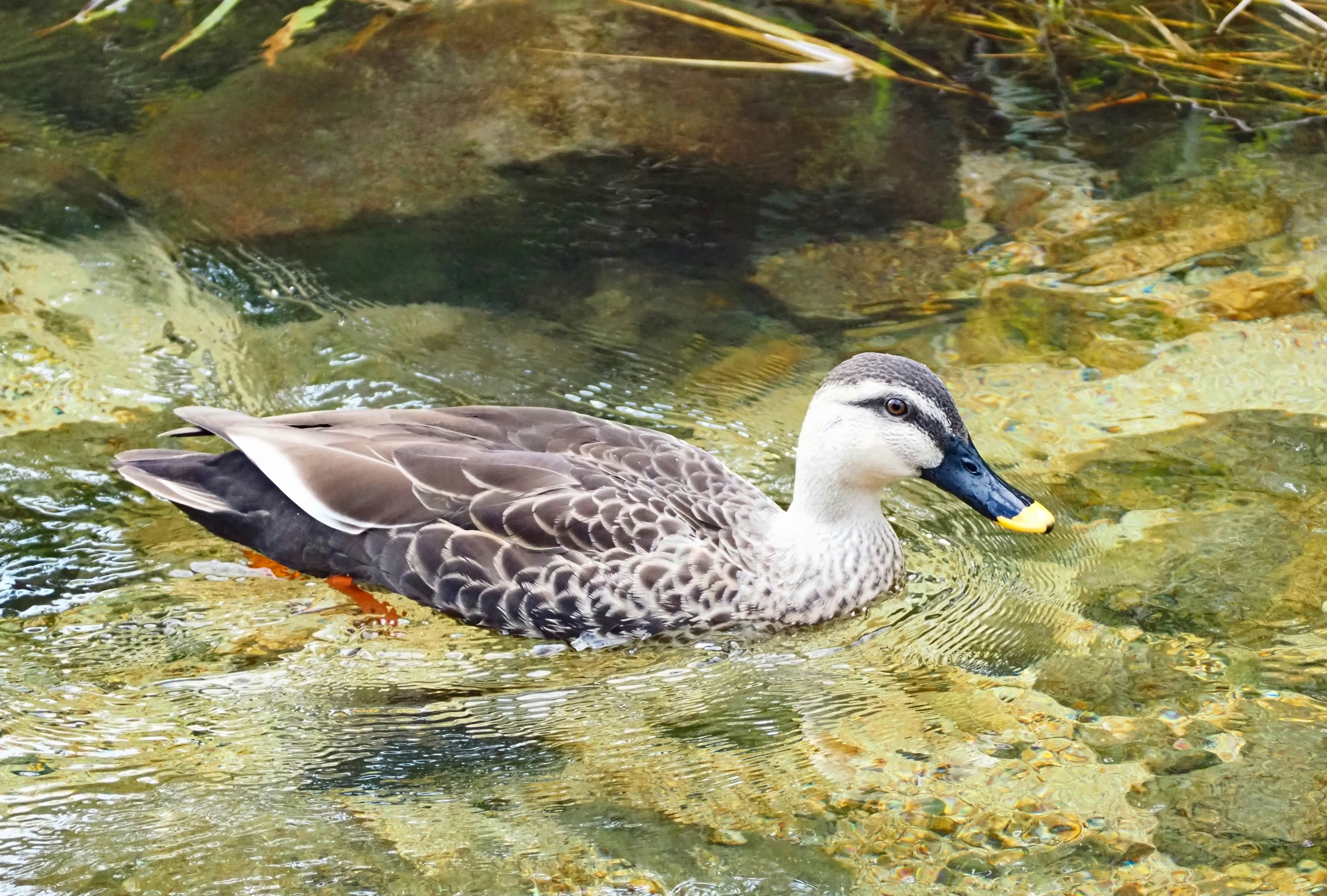 Seekor bebek mencari makanan di aliran jernih