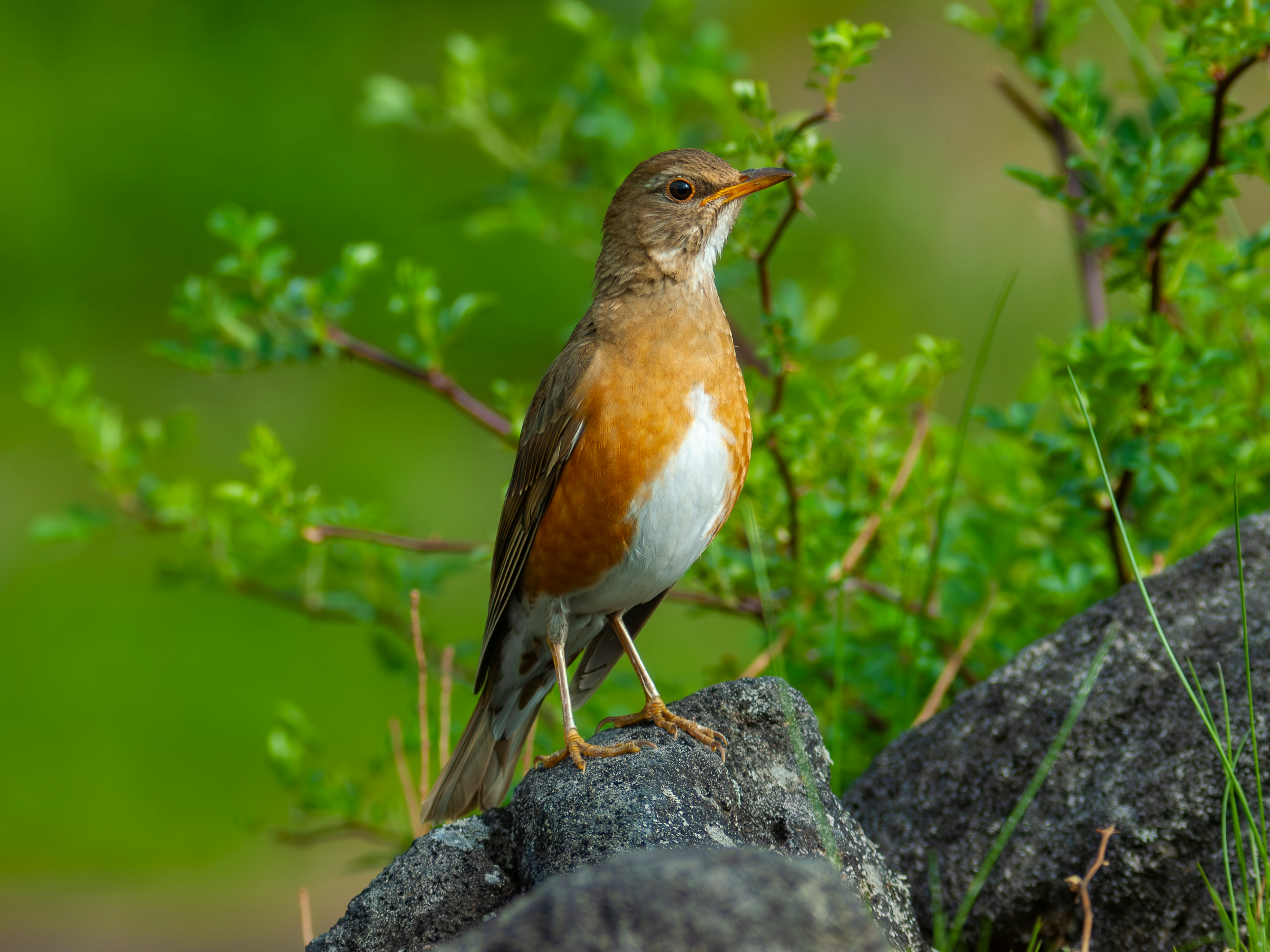 Ein kleiner brauner Vogel steht auf einem Stein vor einem lebhaften grünen Hintergrund