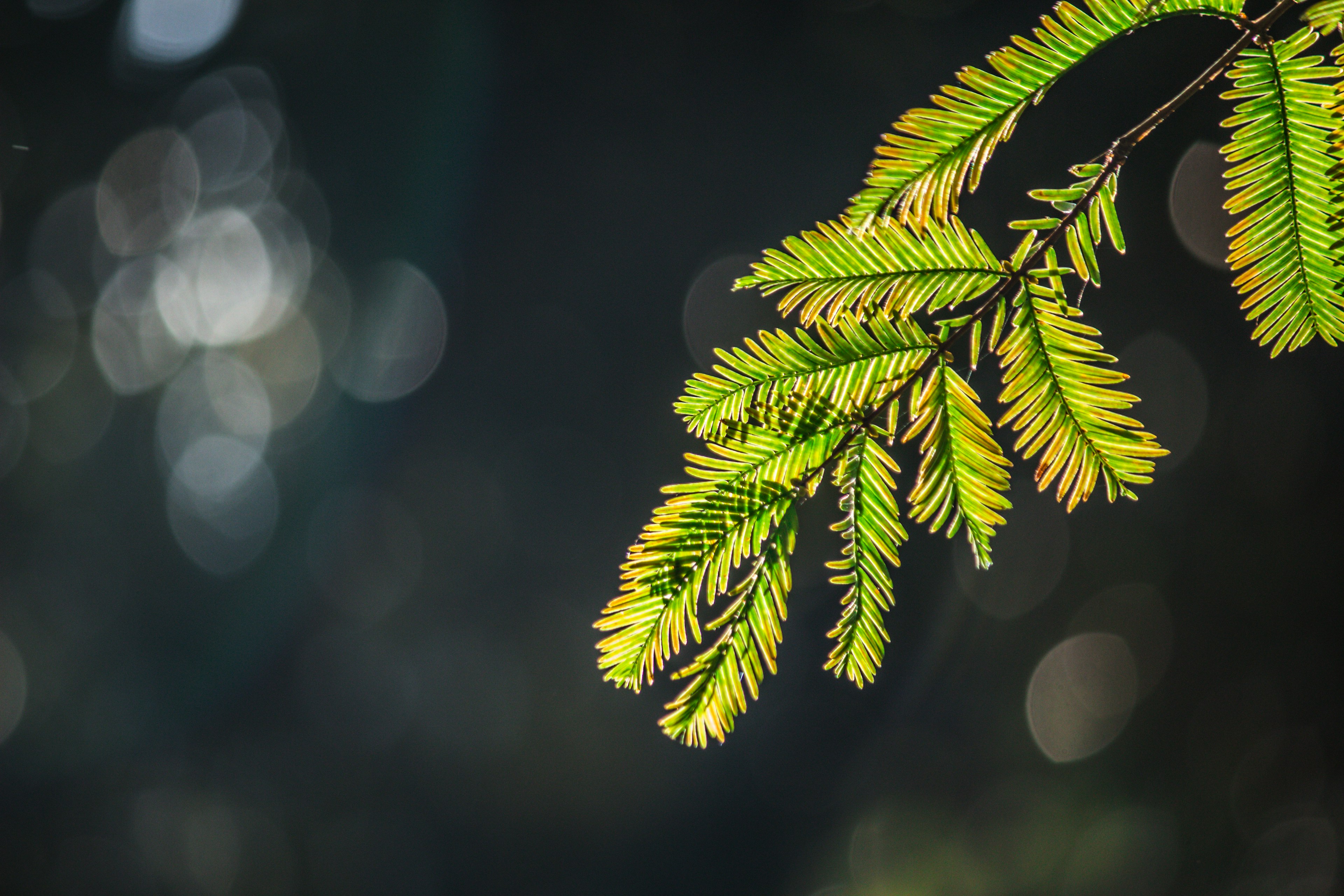 Close-up cabang daun hijau yang diterangi cahaya