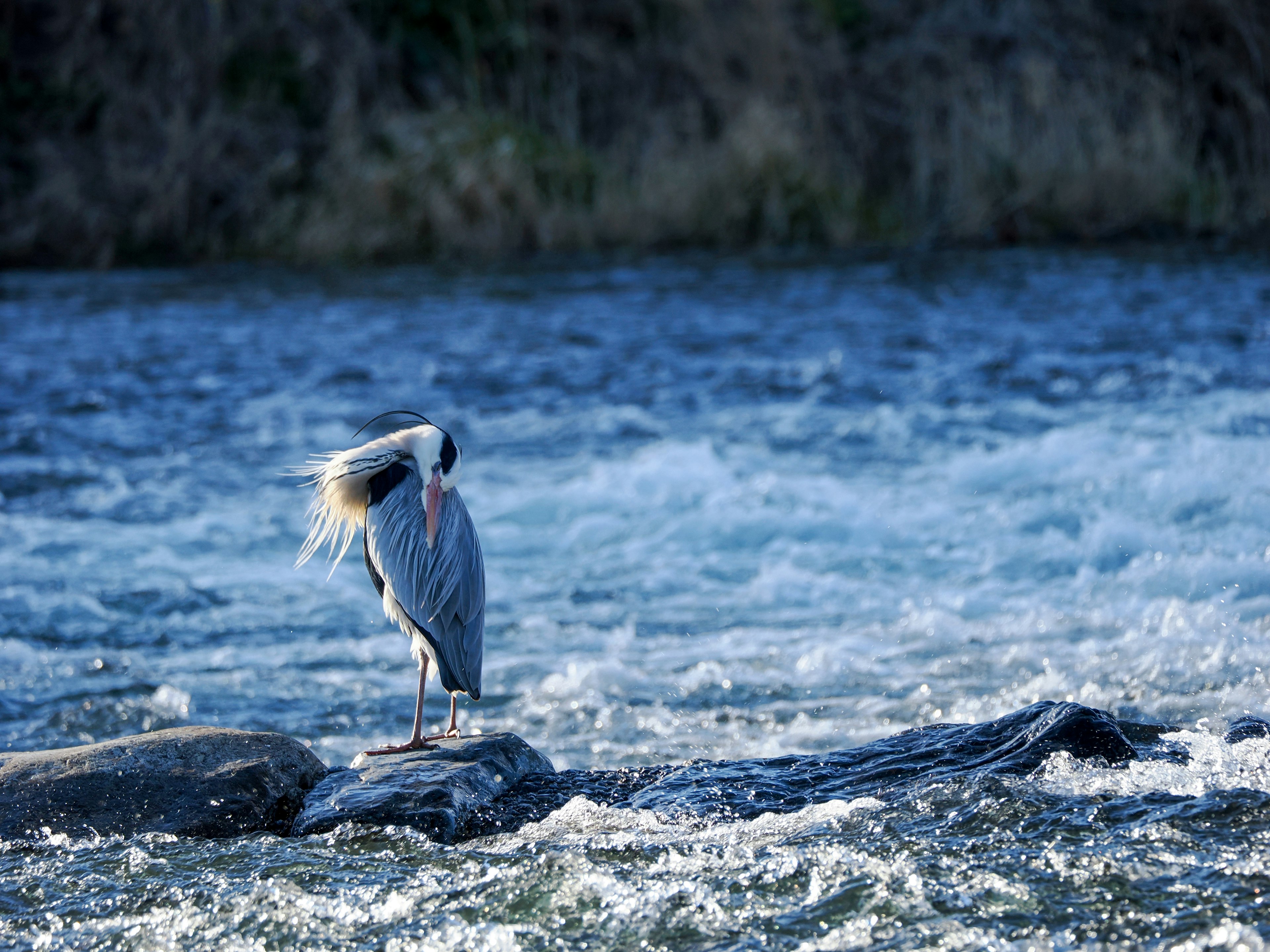 A bird standing in a blue river