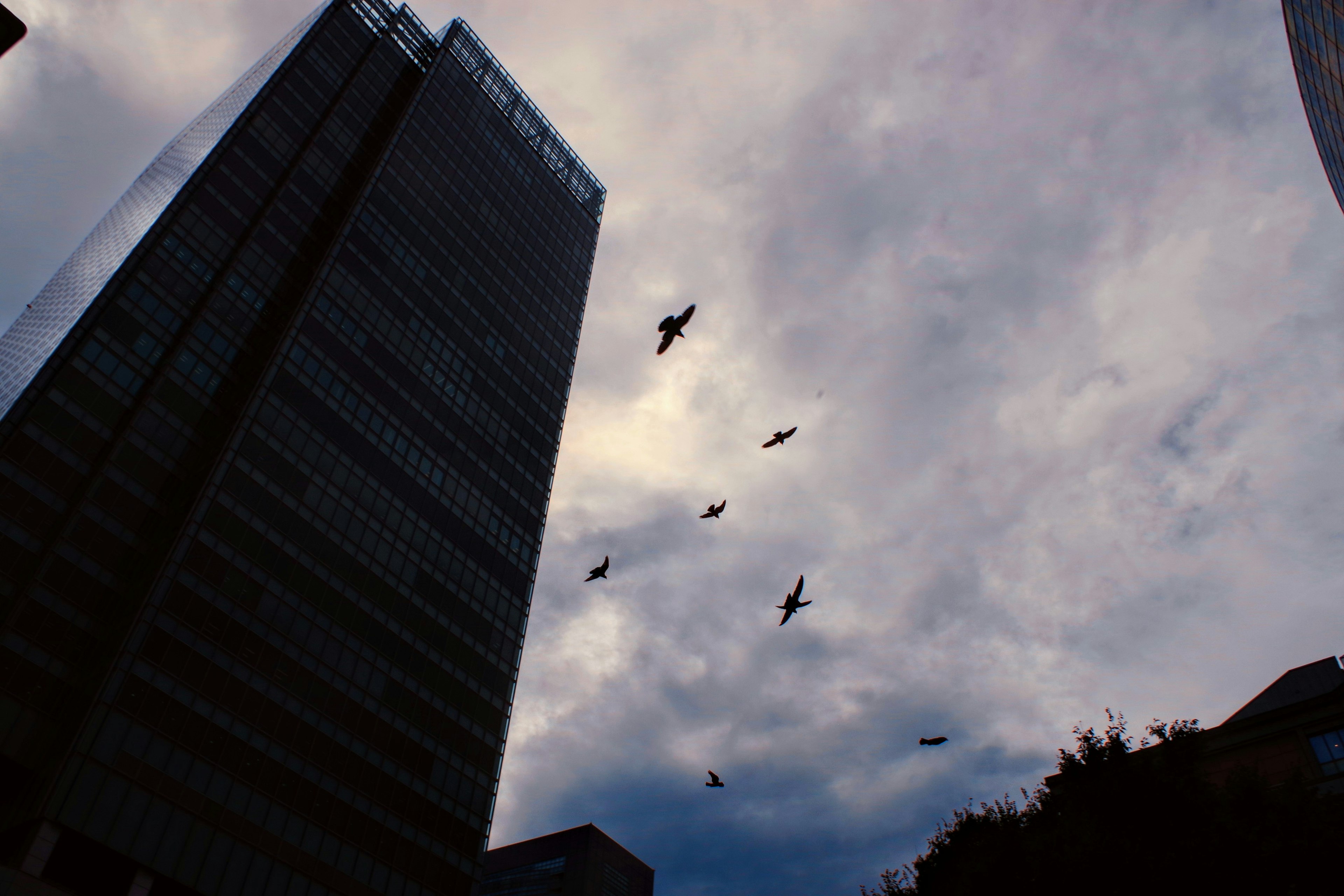 高層ビルの間から飛ぶ鳥たちと曇り空の景色