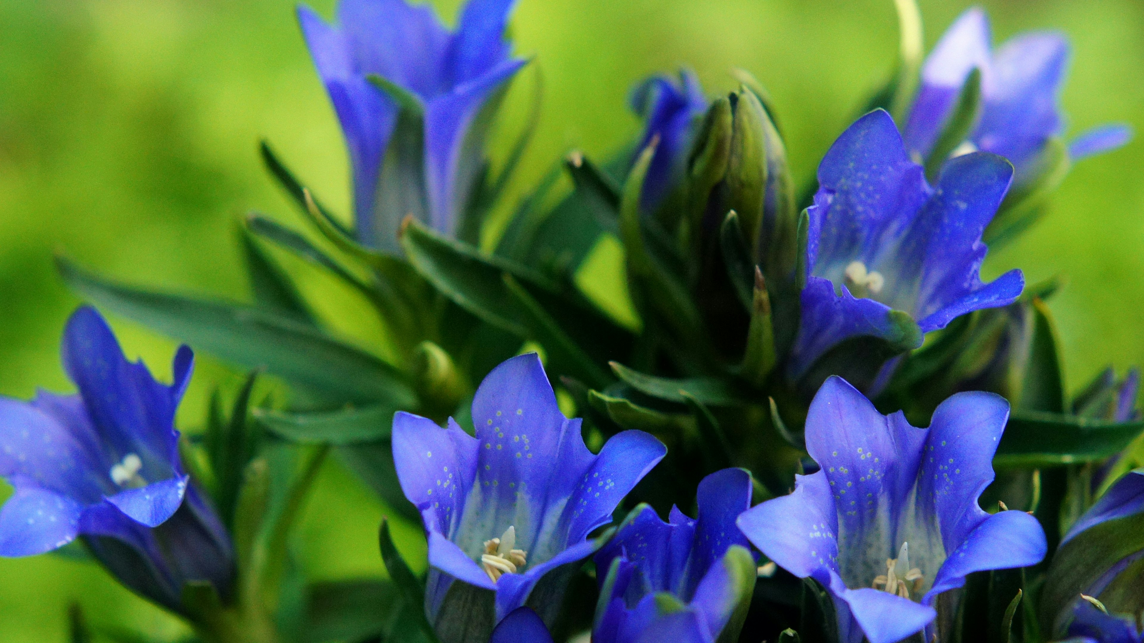 Primo piano di una pianta con fiori blu