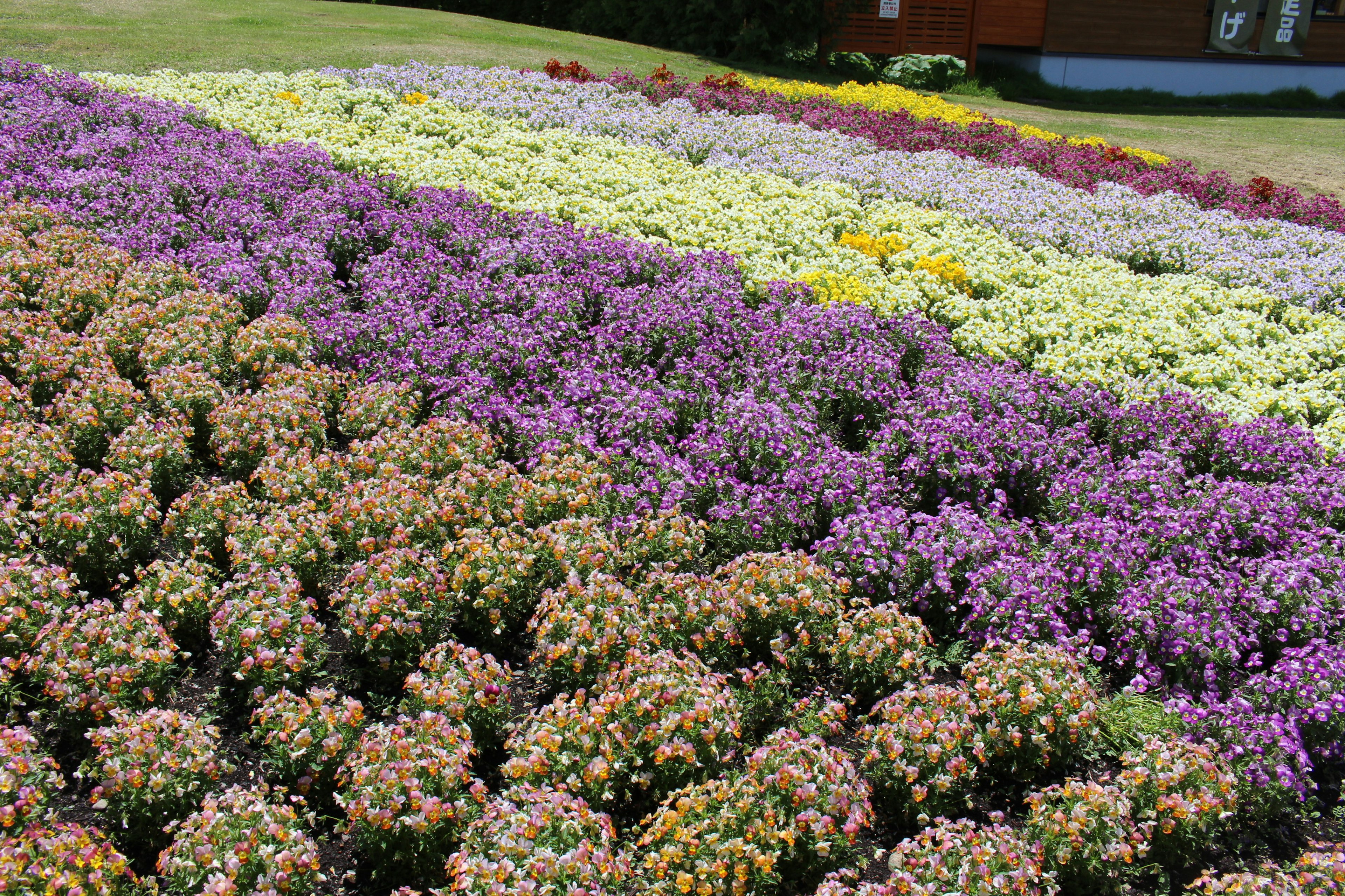 Jardin de fleurs vibrant avec des rangées de fleurs colorées