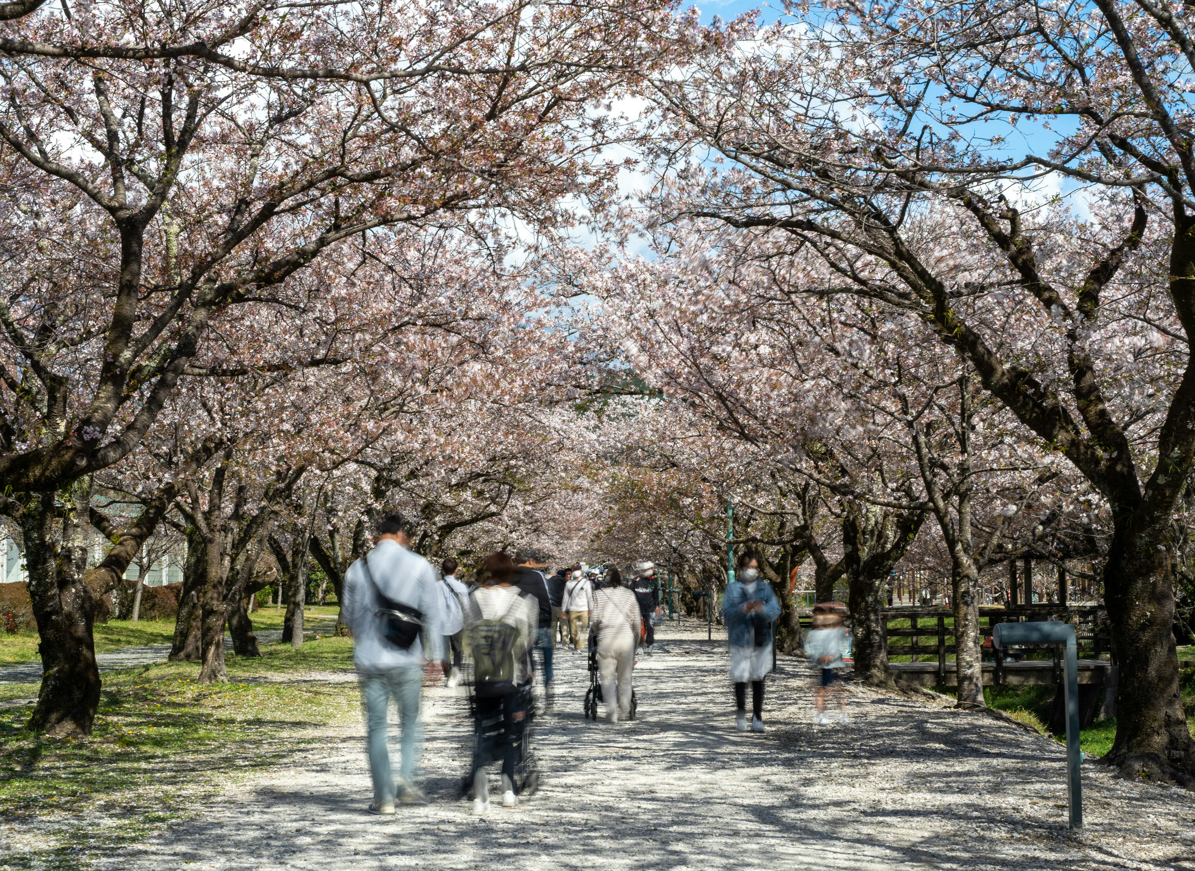 Orang-orang berjalan di sepanjang jalan yang dikelilingi pohon sakura