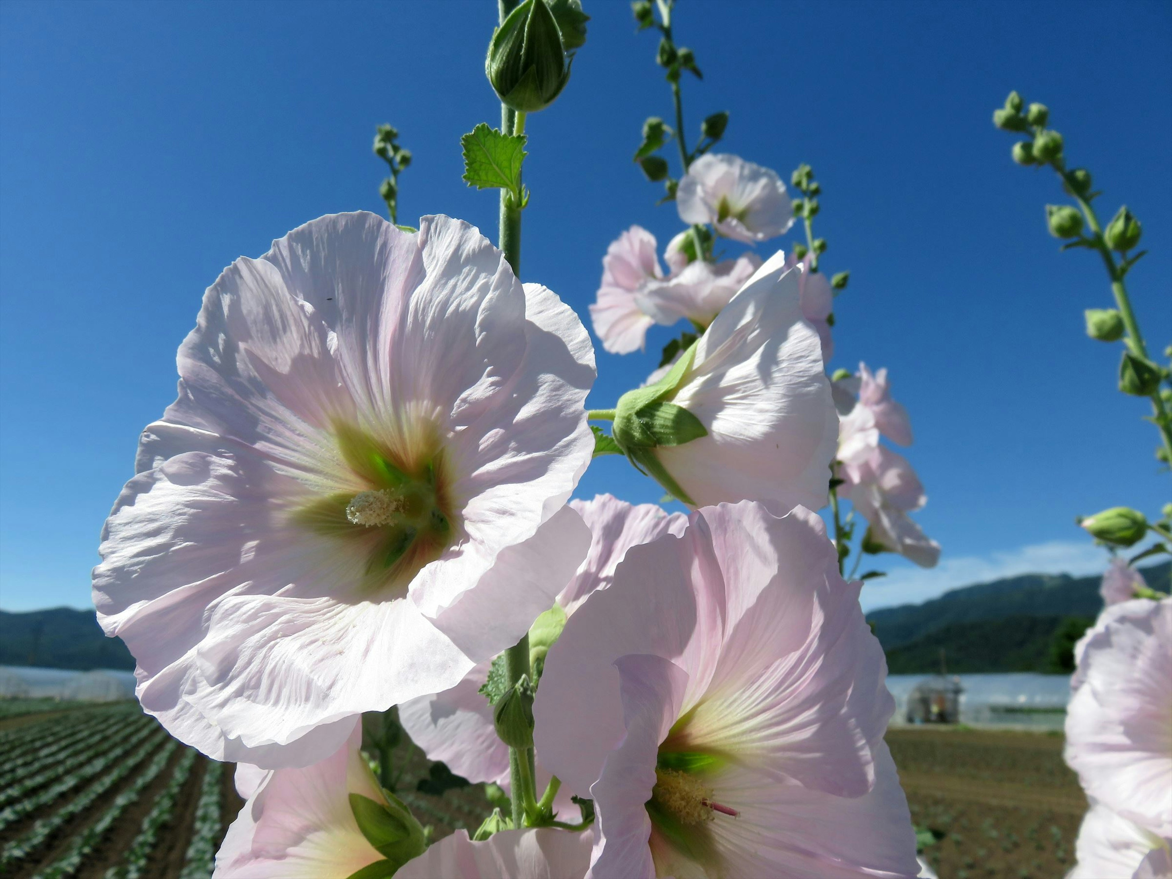 Fiori rosa che sbocciano sotto un cielo blu chiaro