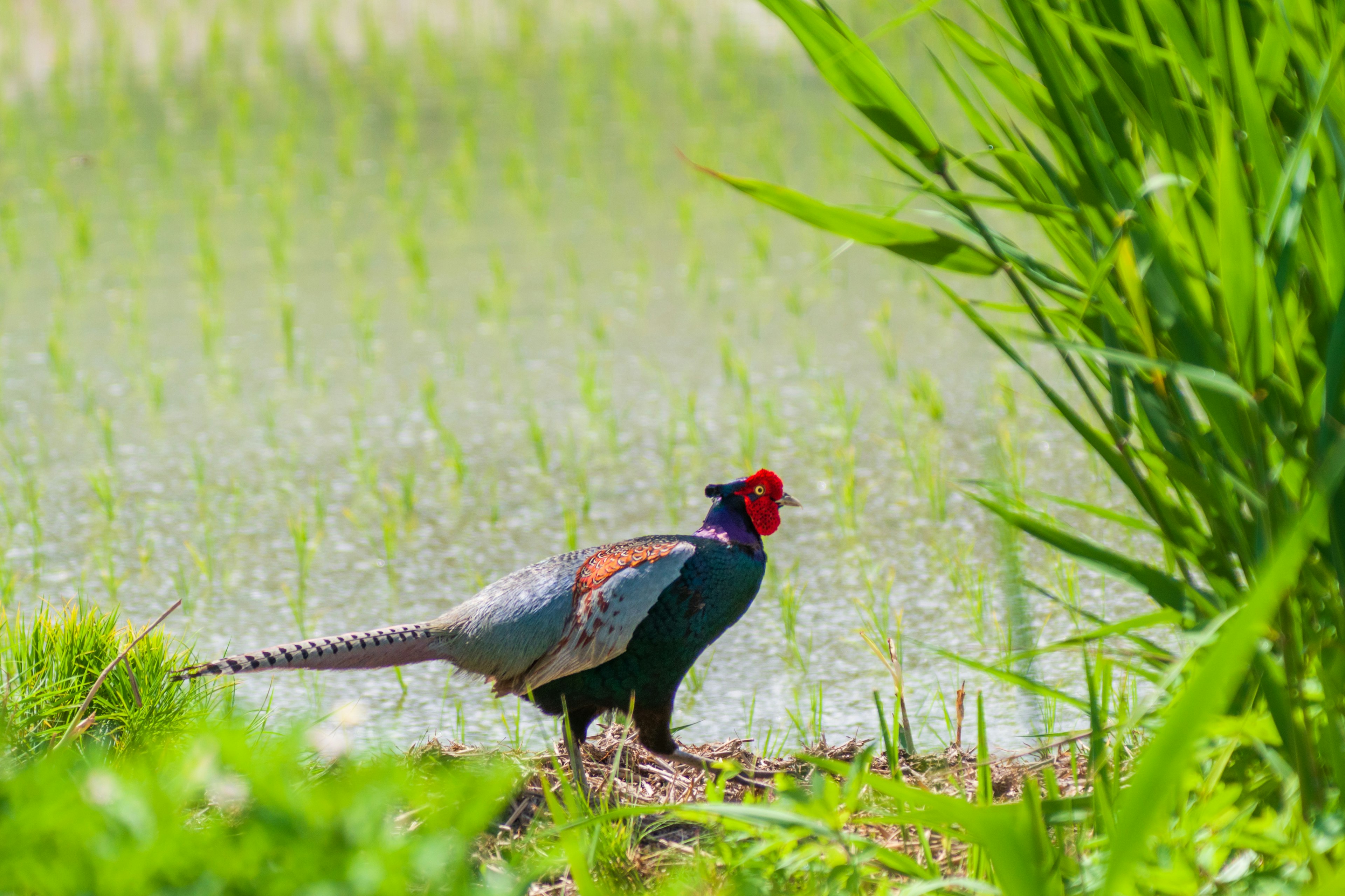 Un faisán macho de pie cerca de un campo de arroz exuberante