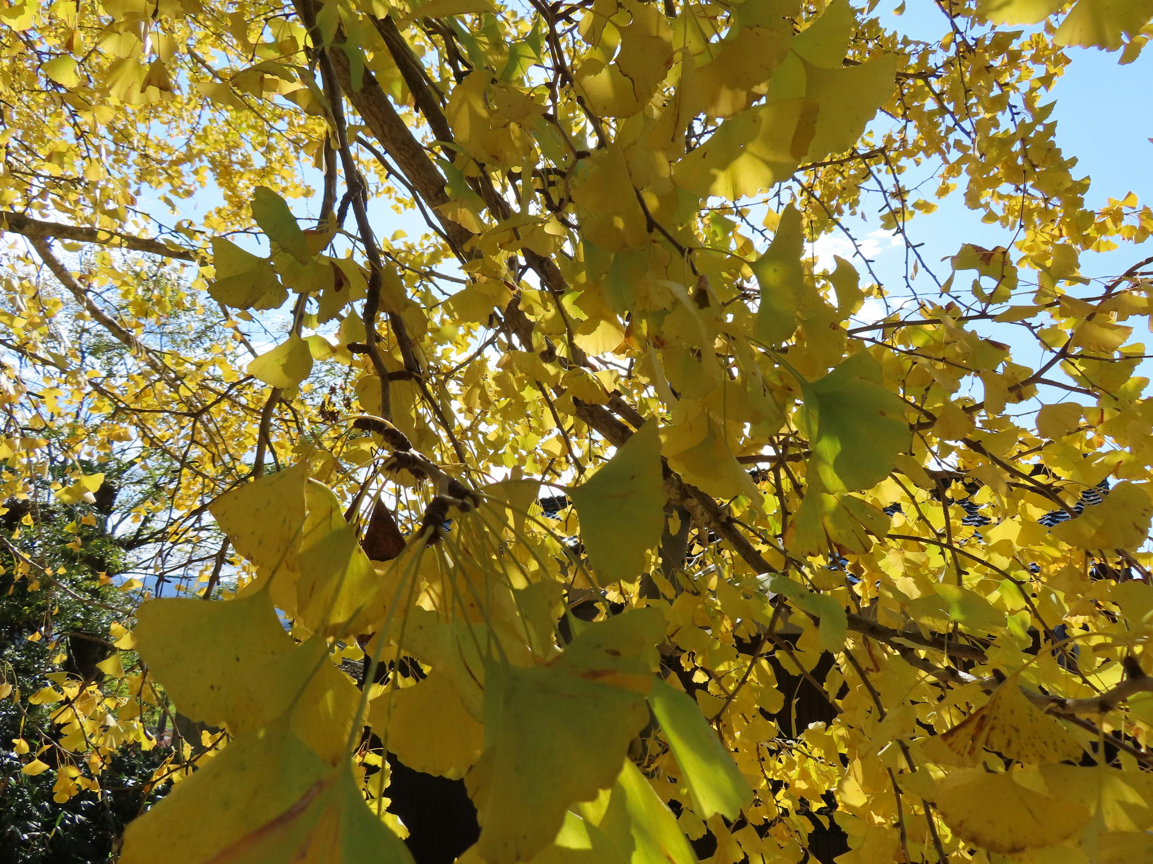 Äste und Blätter eines Ginkgo-Baums mit leuchtend gelbem Laub unter einem blauen Himmel