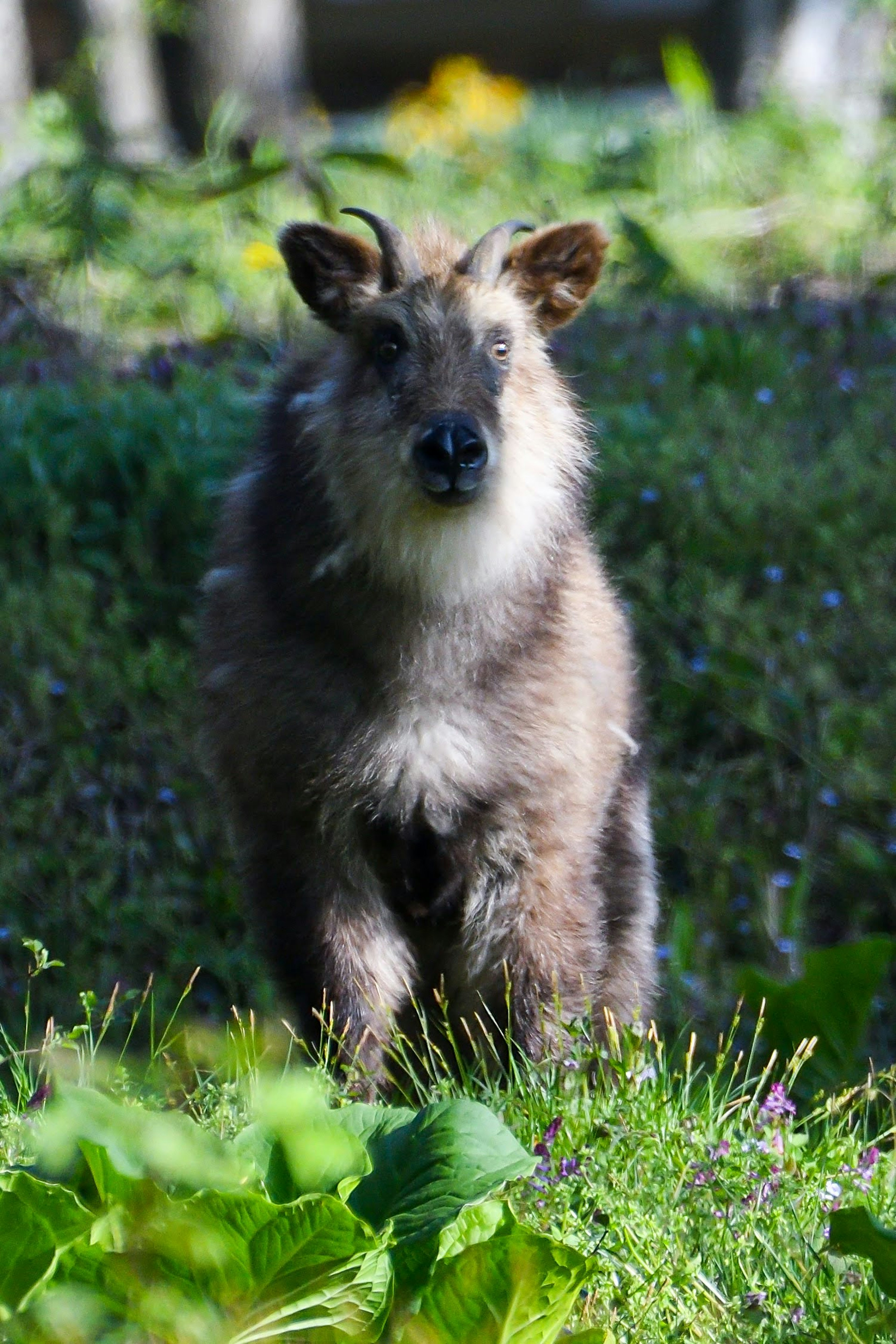 Ein ziegenähnliches Tier steht auf einer grünen Wiese