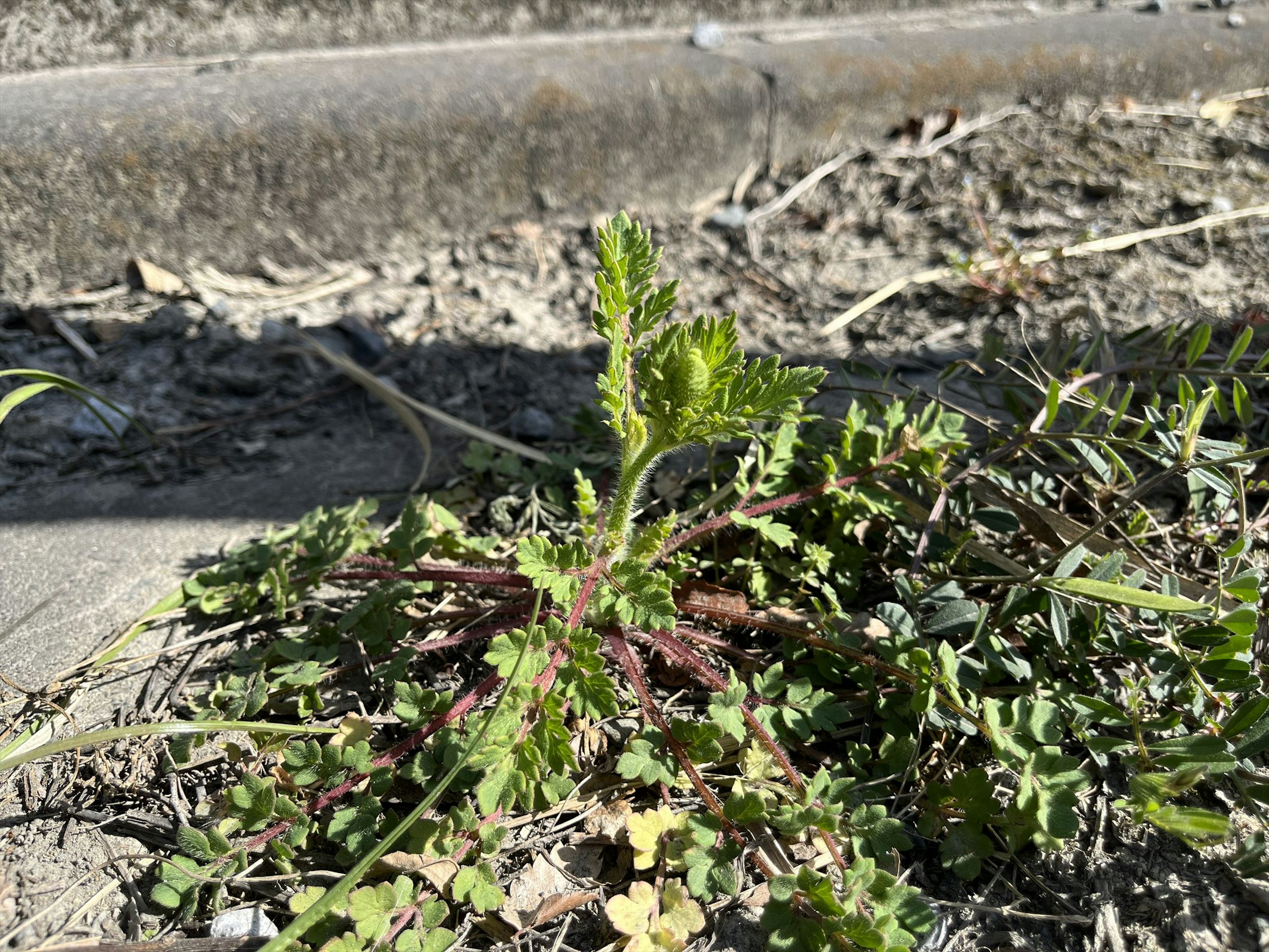 Planta joven brotando entre la hierba