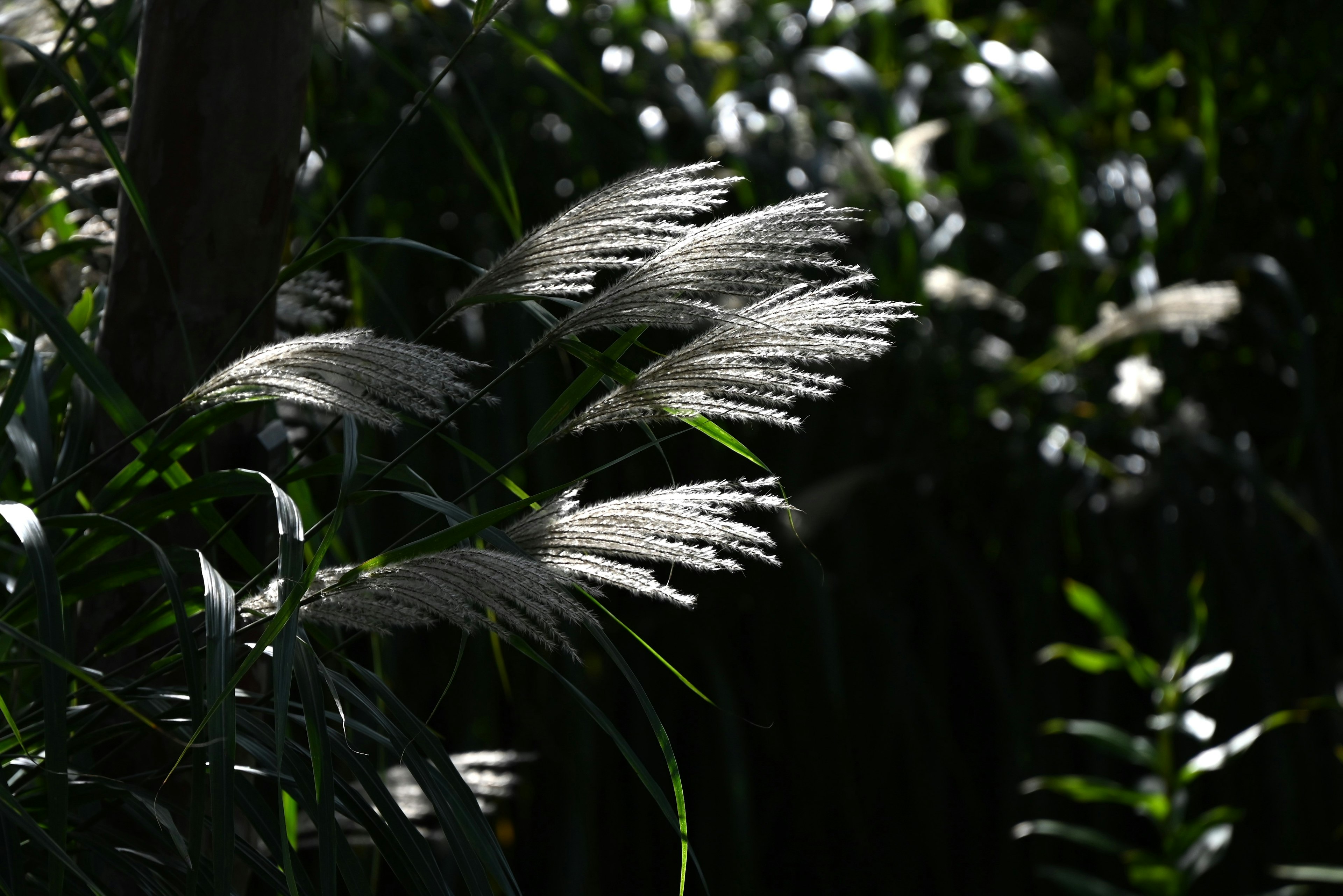 Contraste magnifique entre les touffes blanches et les feuilles vertes illuminées par la lumière