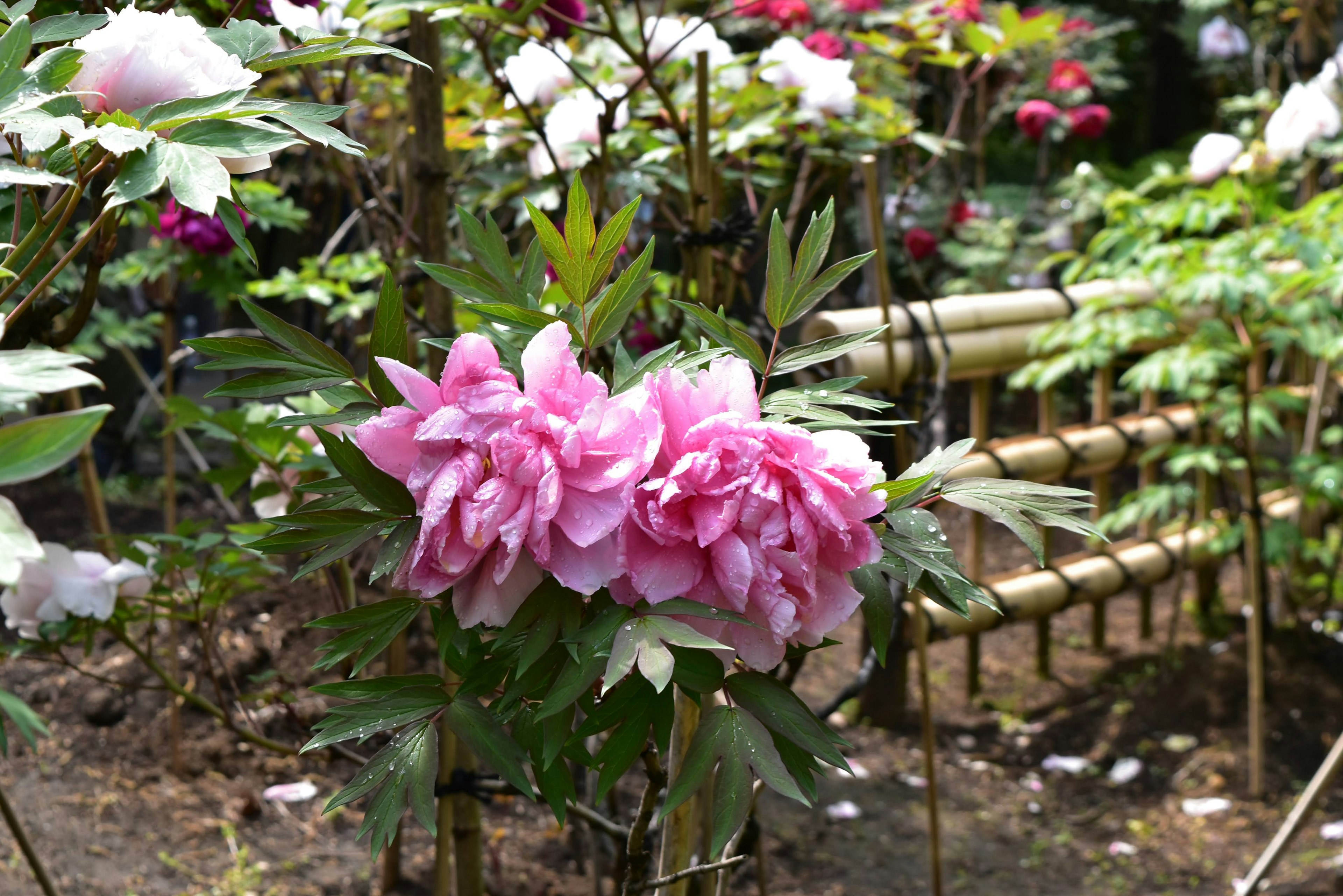 Vibrant pink peony flowers blooming in a garden setting