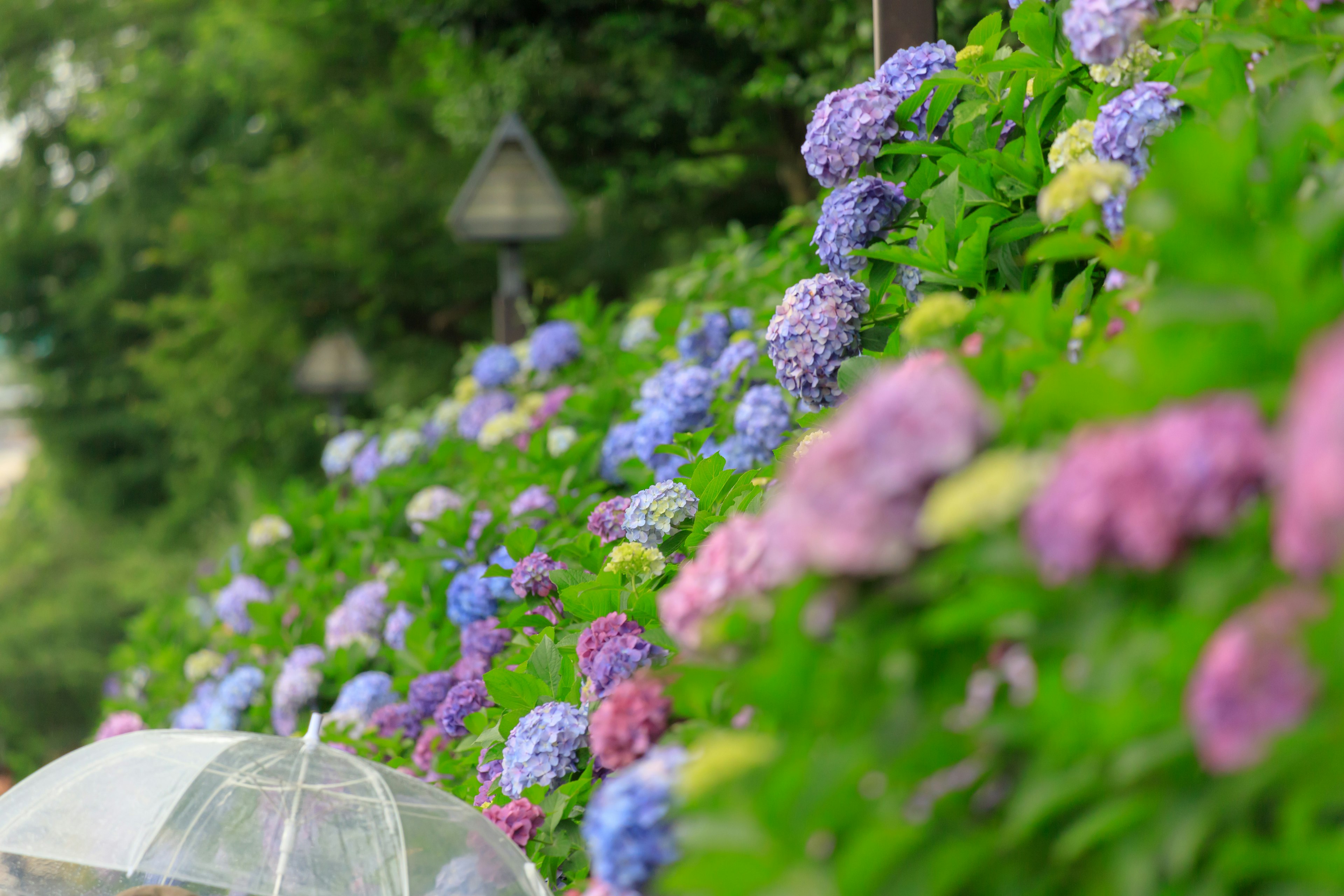 Fleurs d'hortensia en fleurs avec un parapluie transparent