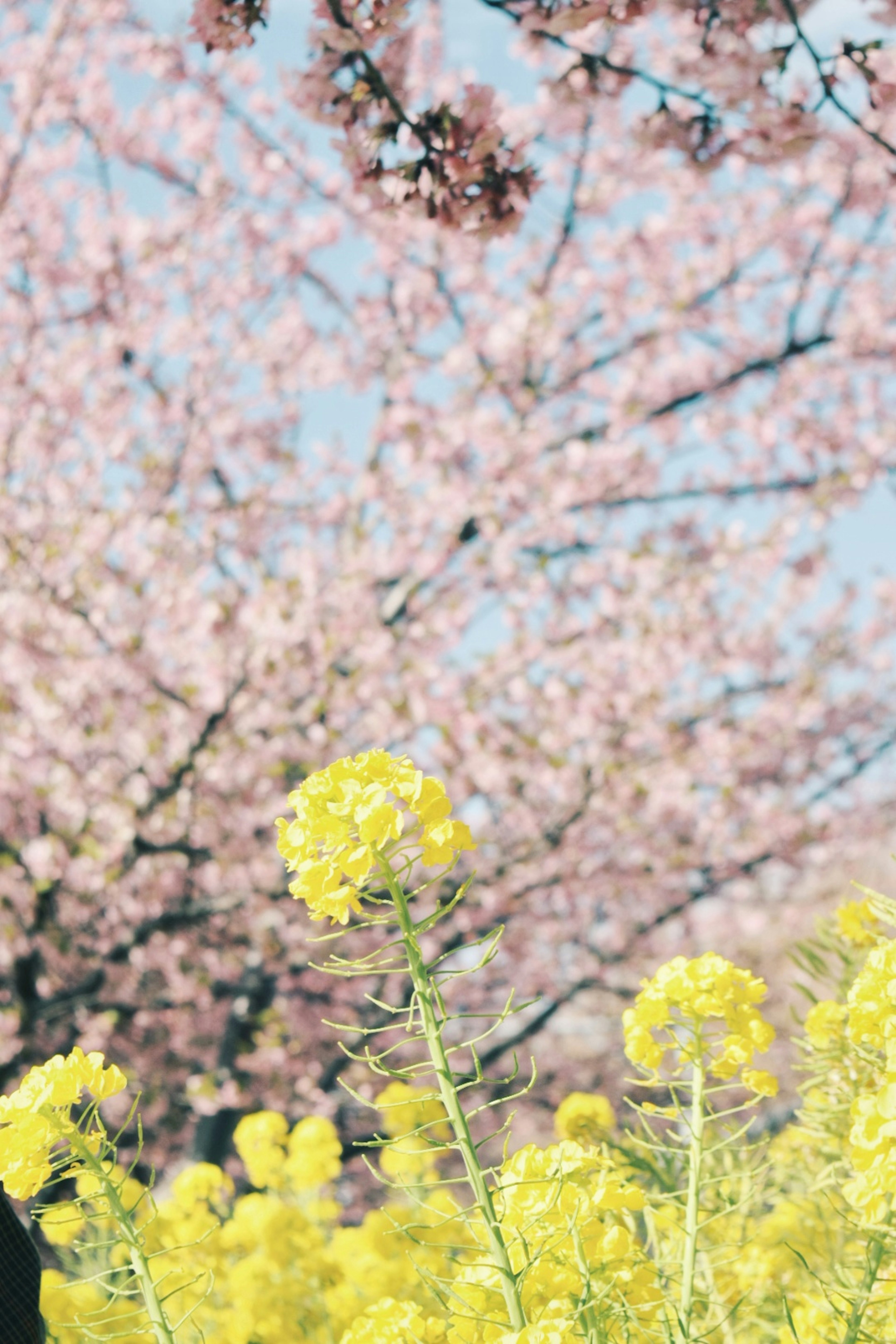 Spring landscape featuring yellow flowers and cherry blossom trees in the background