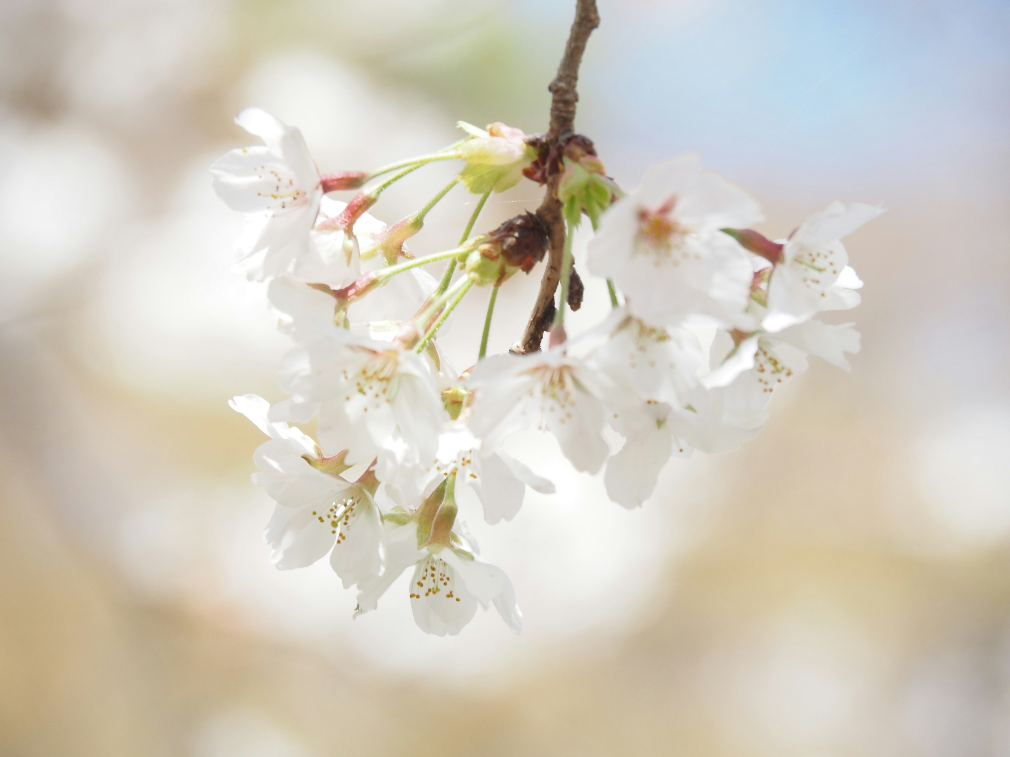 Close-up of cherry blossoms on a branch with a bright background