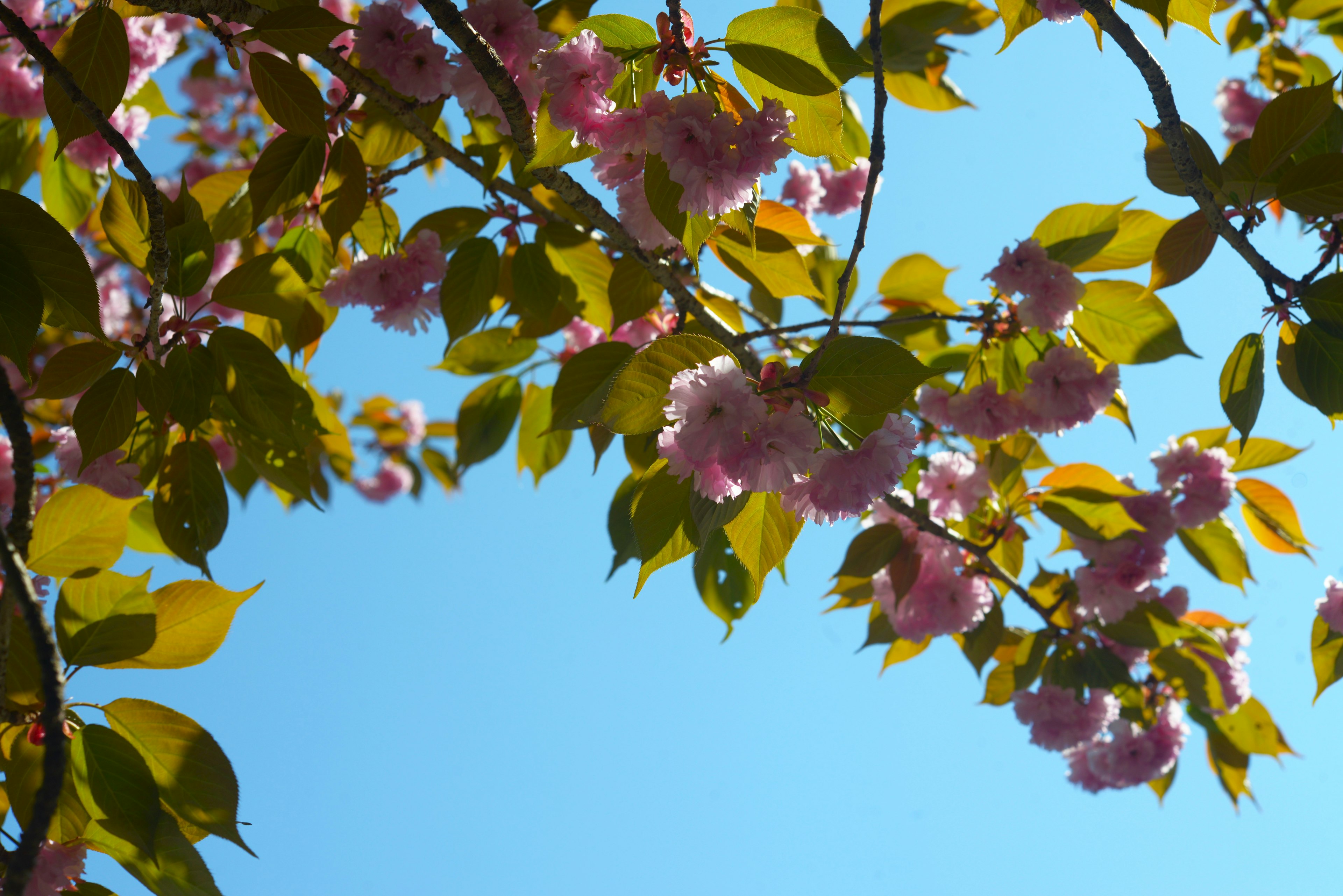 青空の下に咲く桜の花と緑の葉