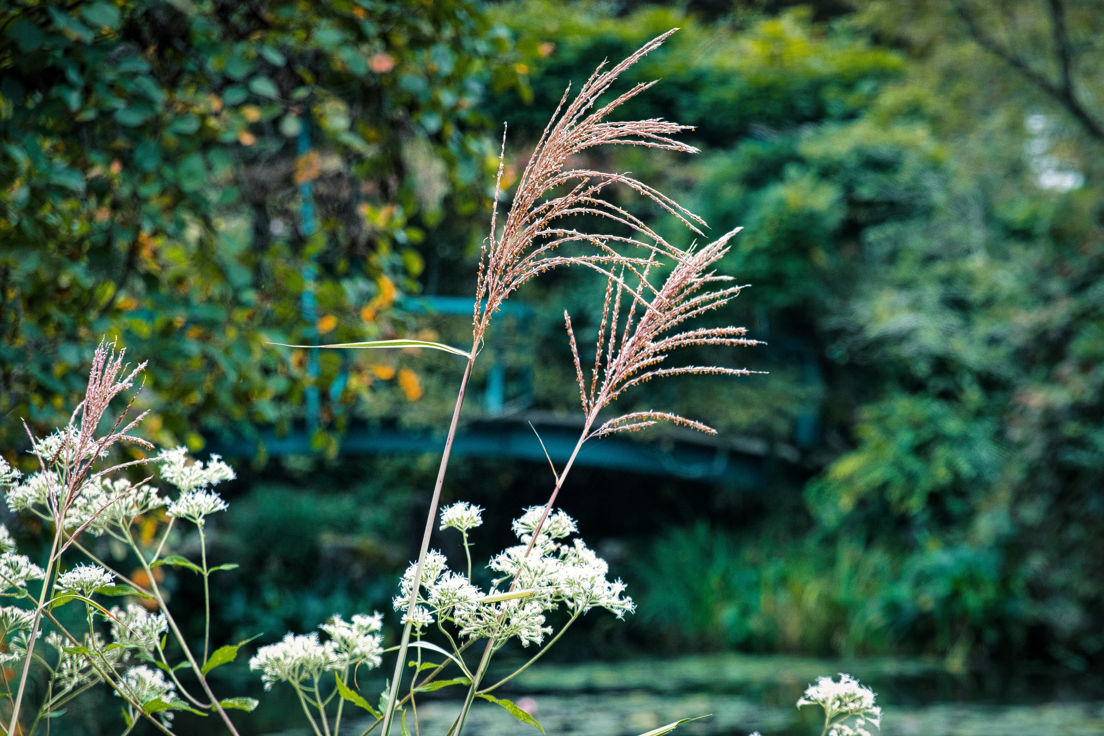 Flores blancas y hierba cerca de un estanque tranquilo