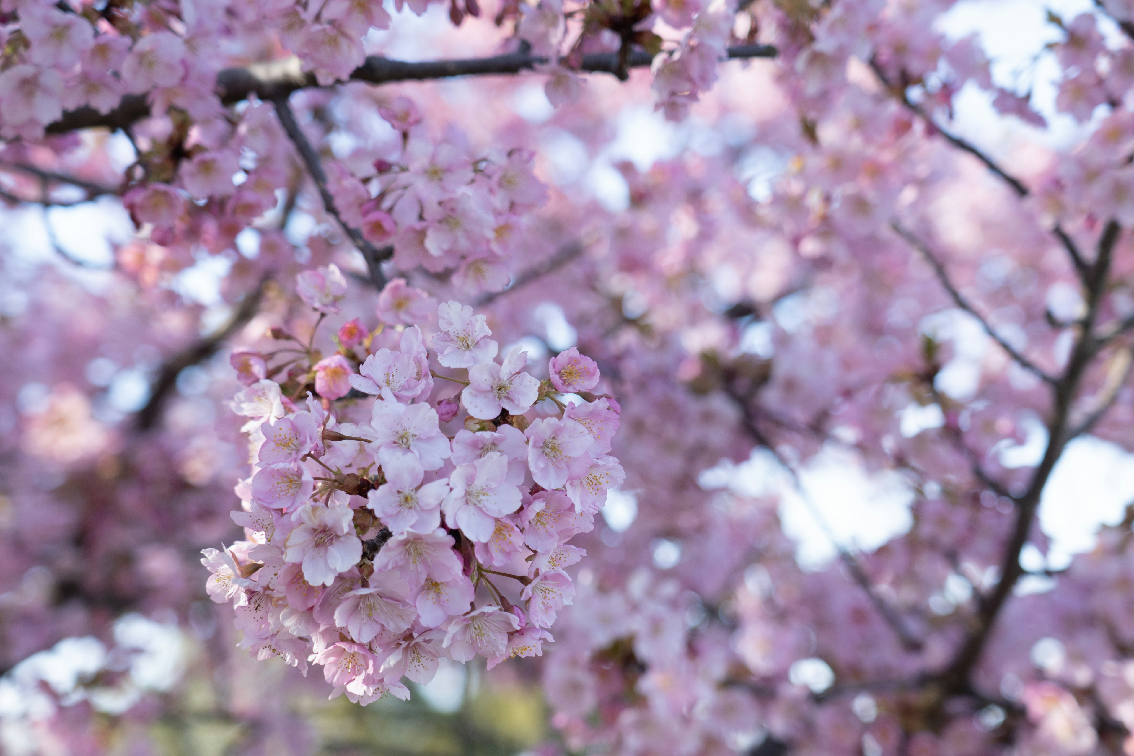 Nahaufnahme von Kirschbaumzweigen mit zarten rosa Blüten