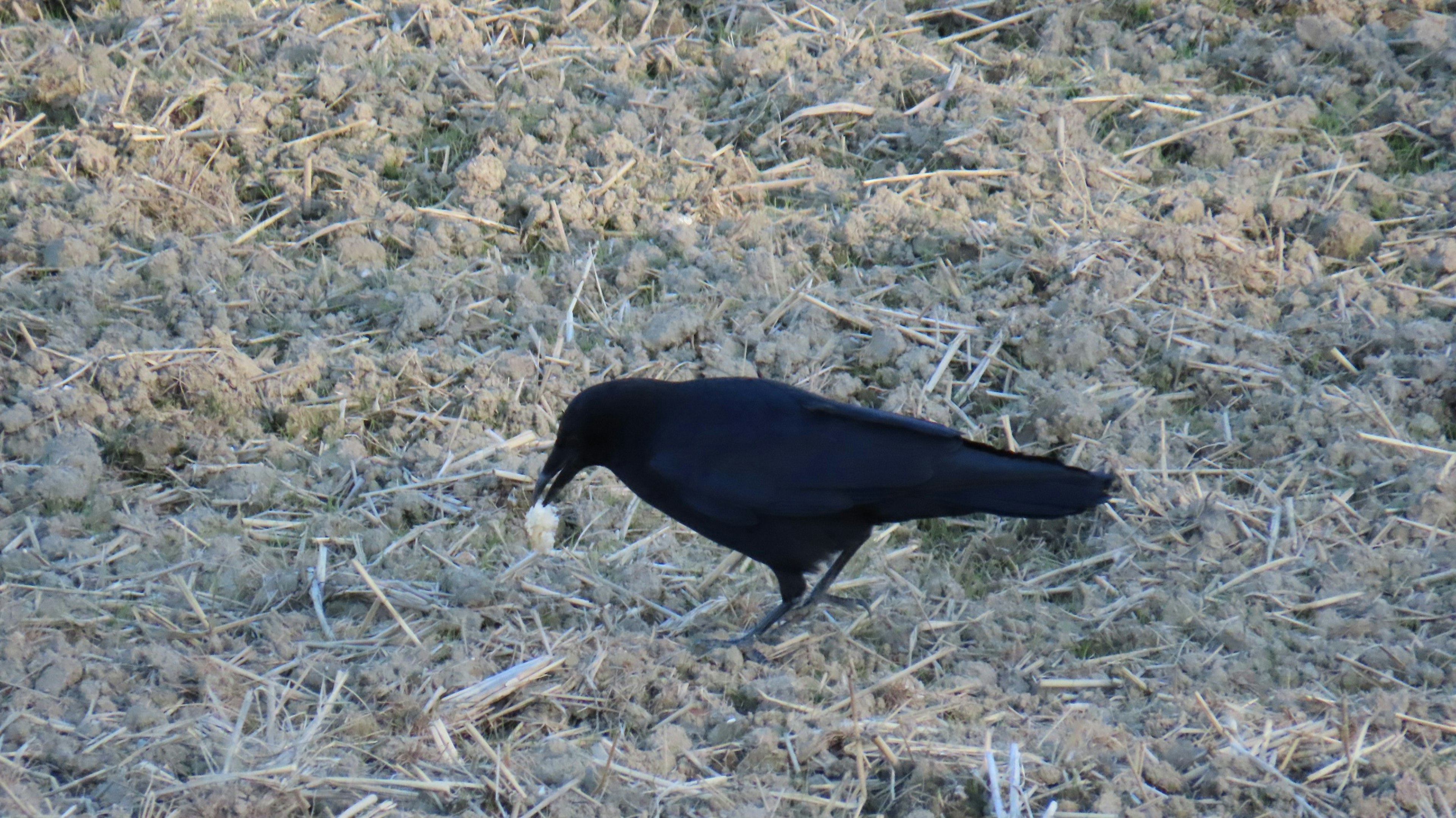 Un corbeau noir fouillant le sol