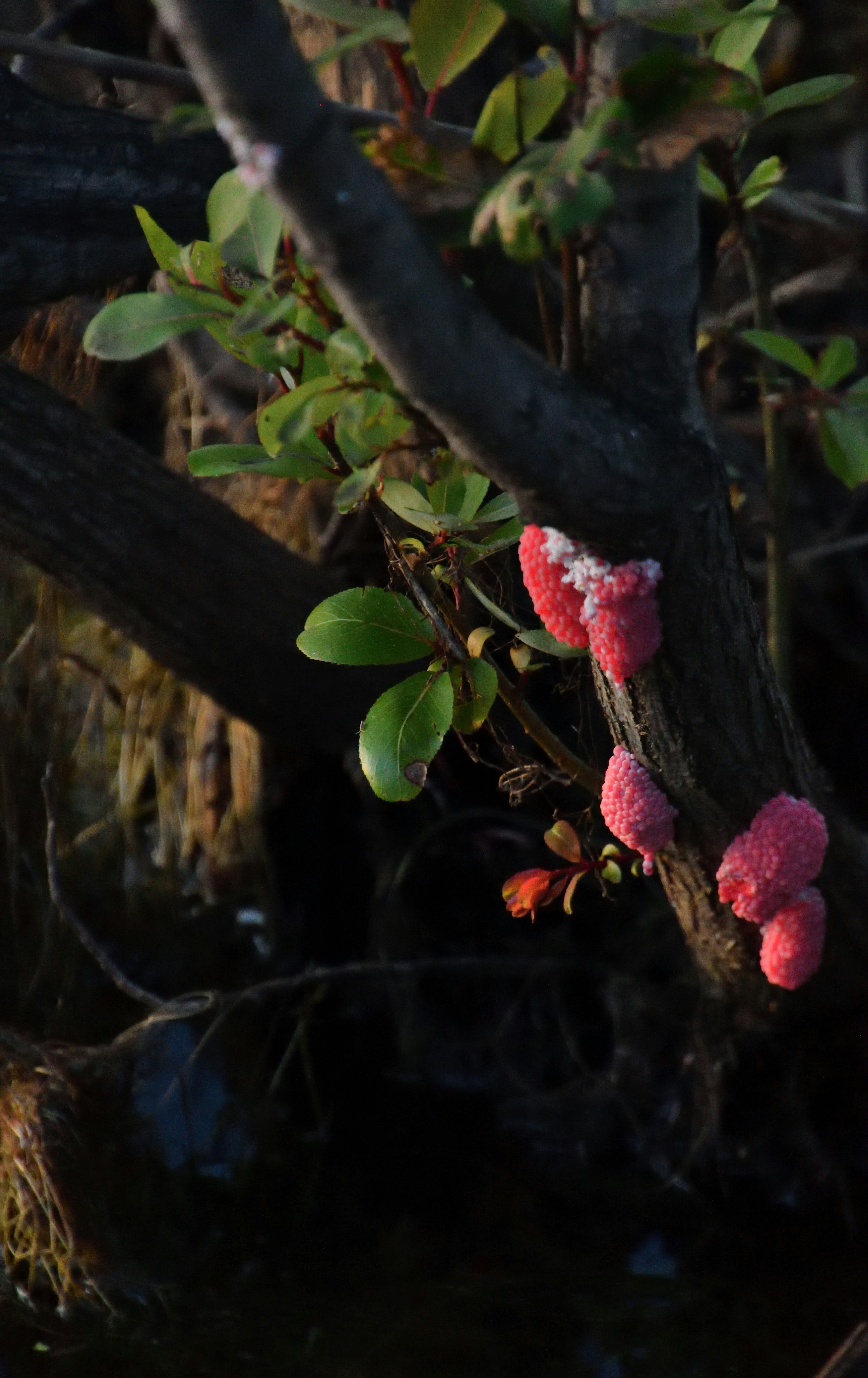 Pink fungi growing on a tree trunk near water with green leaves