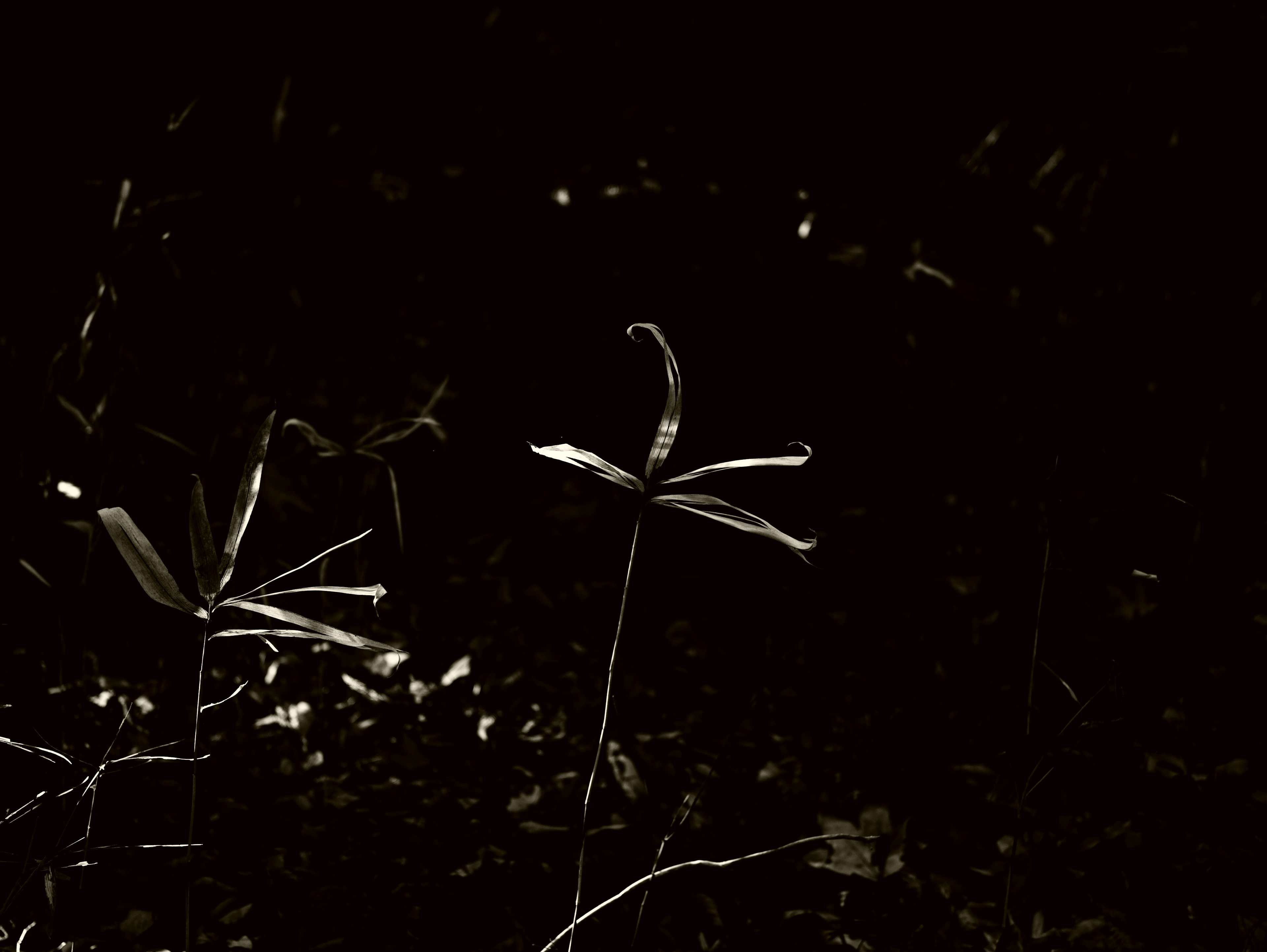 Silhouette of slender plants against a dark background