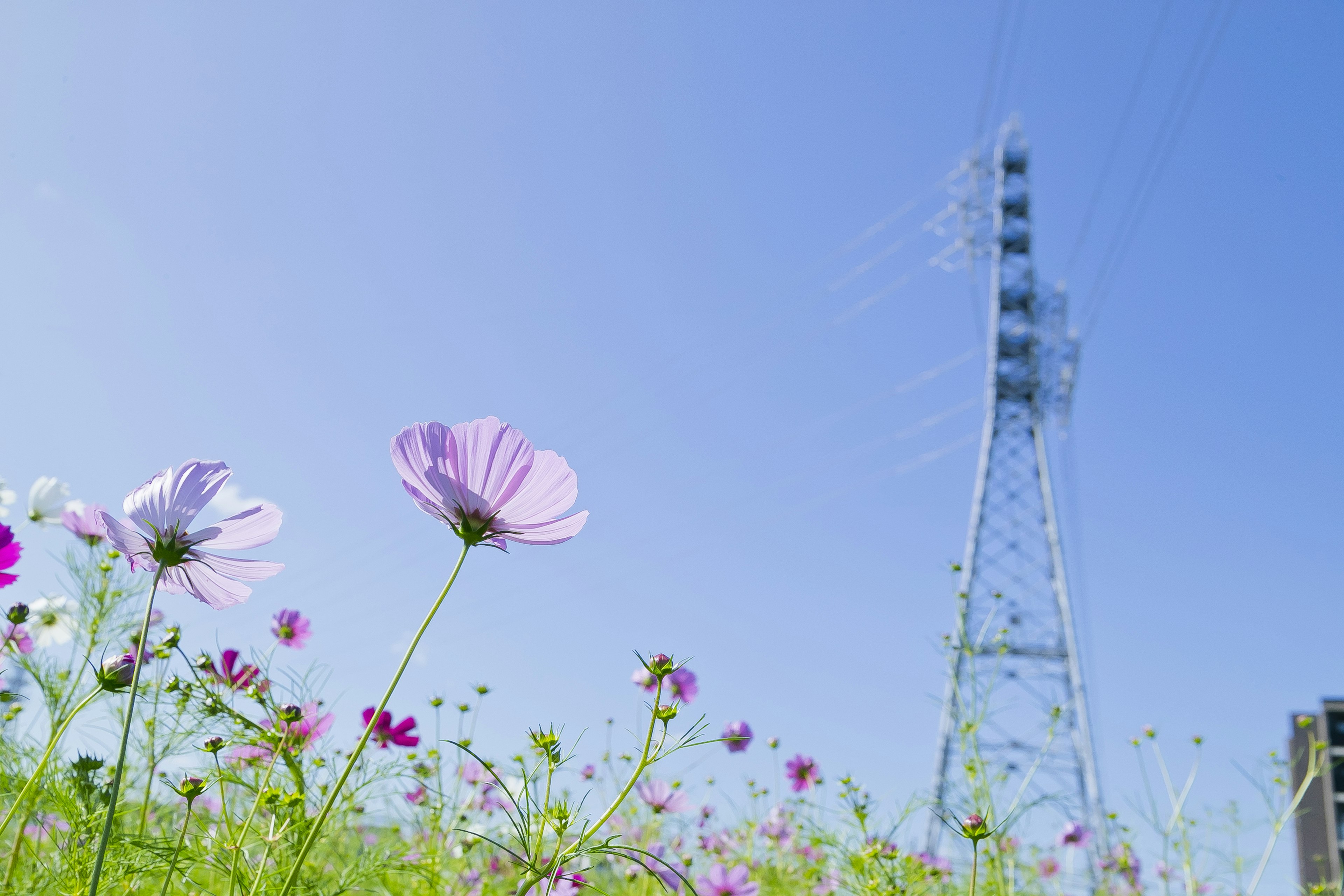 A landscape featuring flowers under a blue sky with a transmission tower