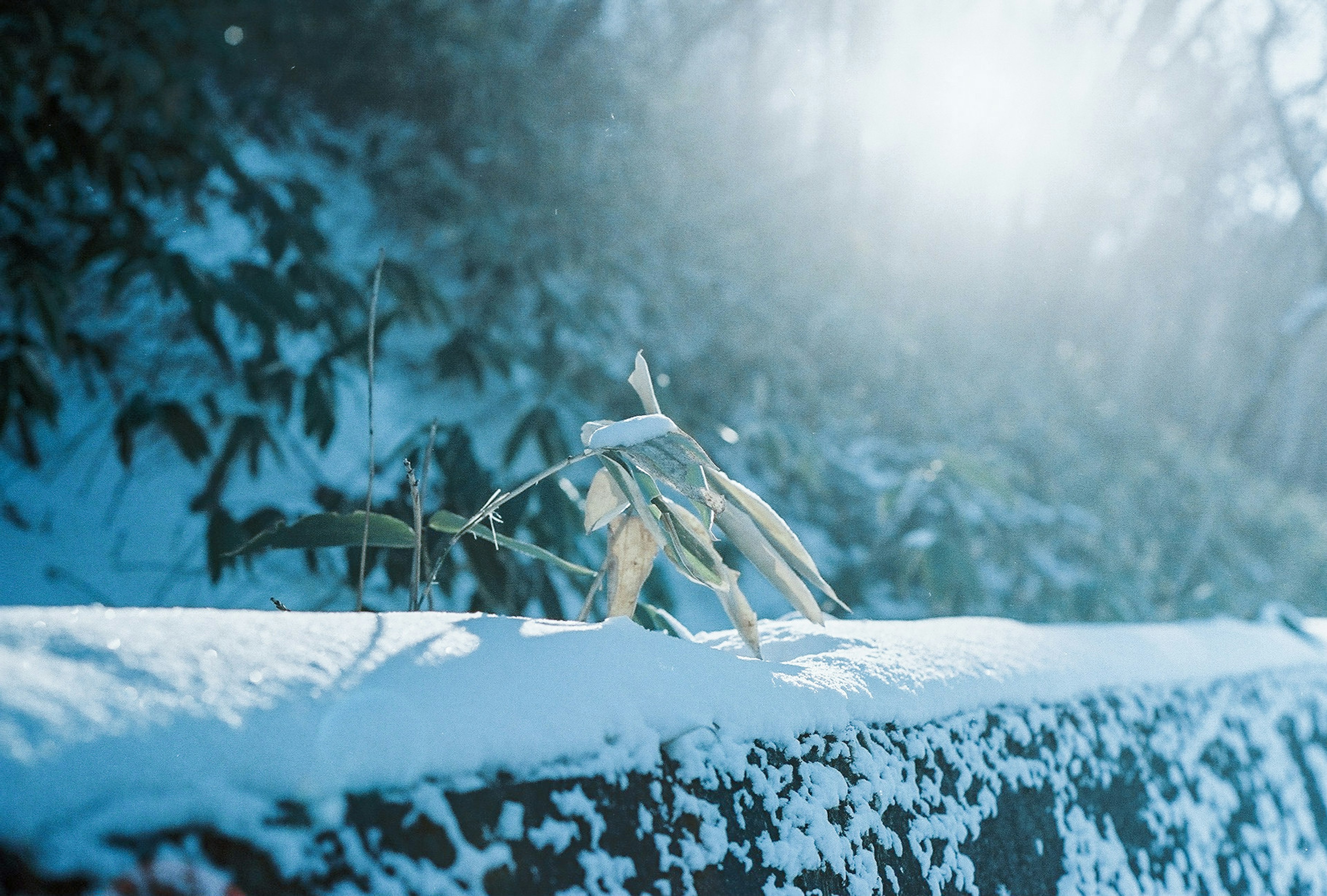 雪に覆われた木の上に置かれた竹の葉と青い光