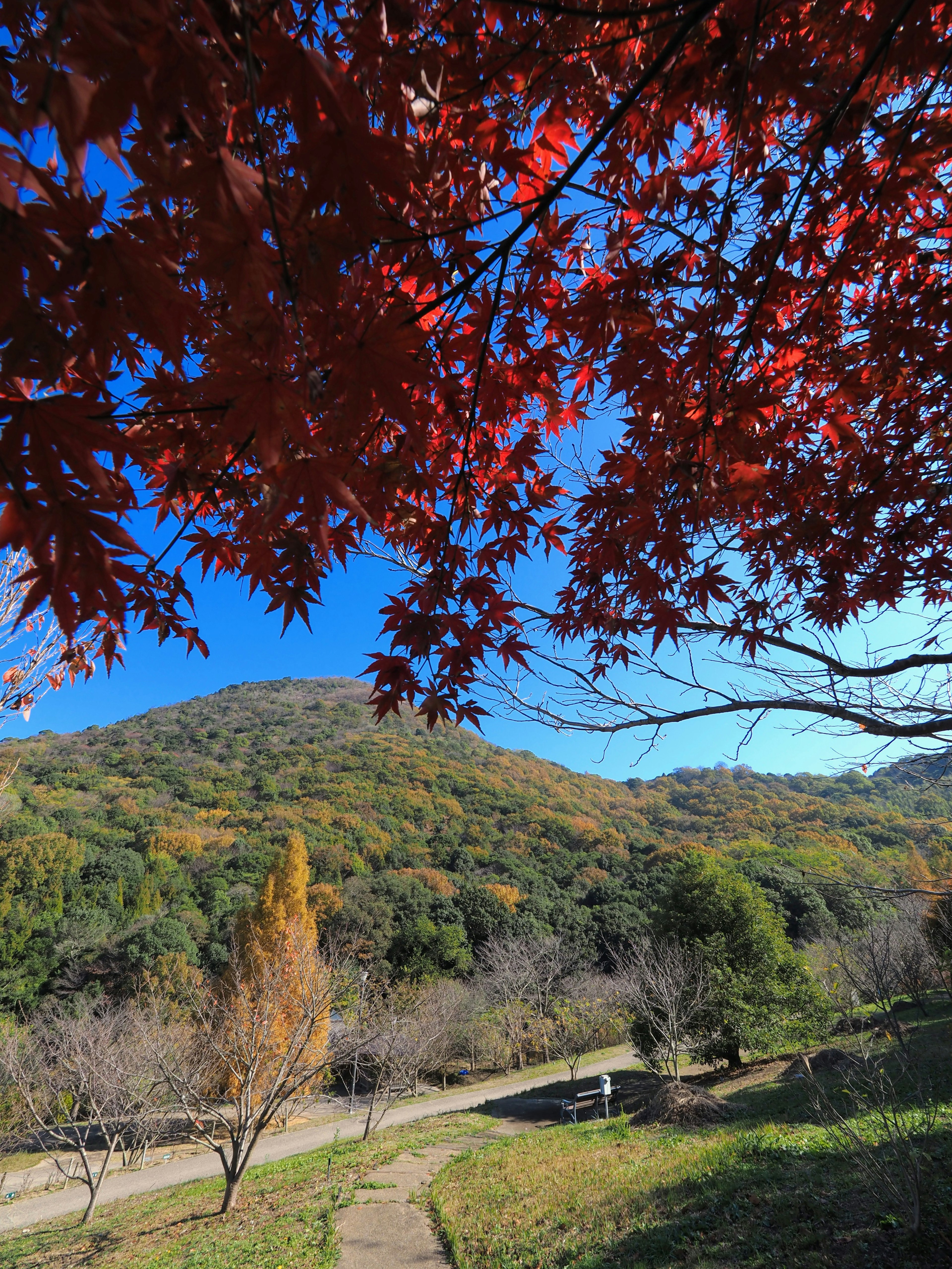 Vue pittoresque d'une montagne avec des feuilles rouges vives au premier plan