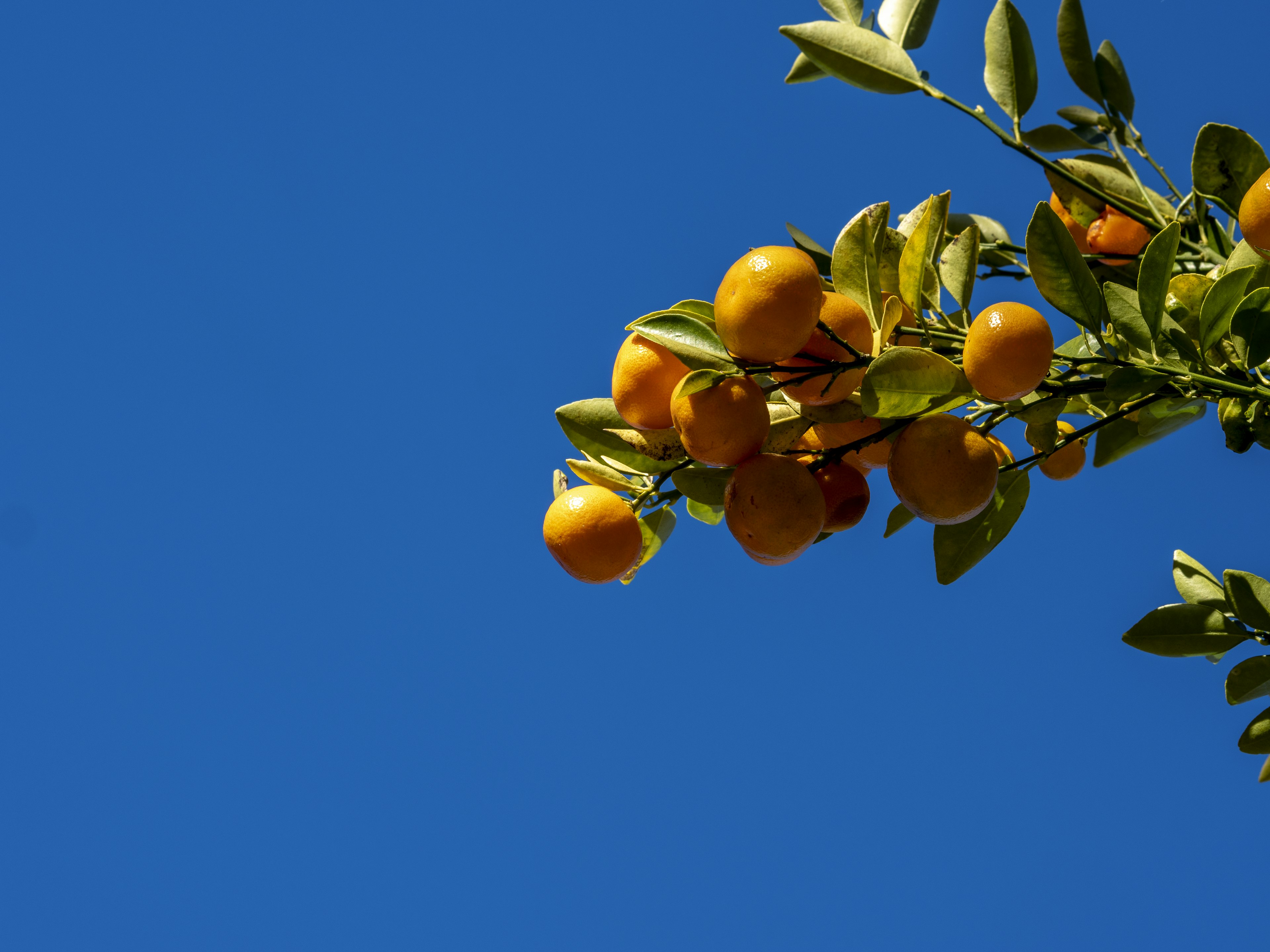 Ramo con frutti agrumati arancioni contro un cielo blu chiaro