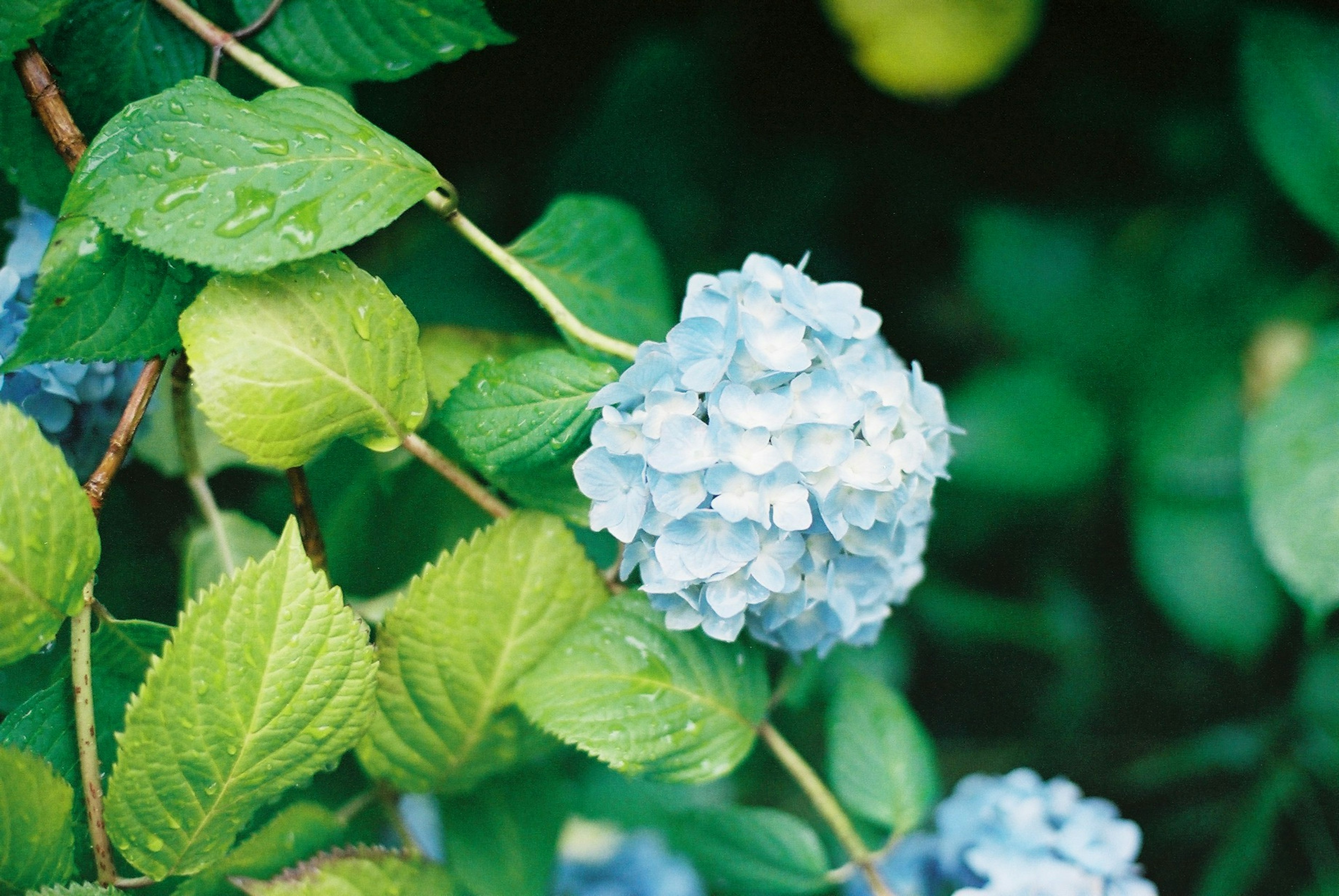 Primo piano di un bellissimo fiore di ortensia con petali blu e foglie verdi