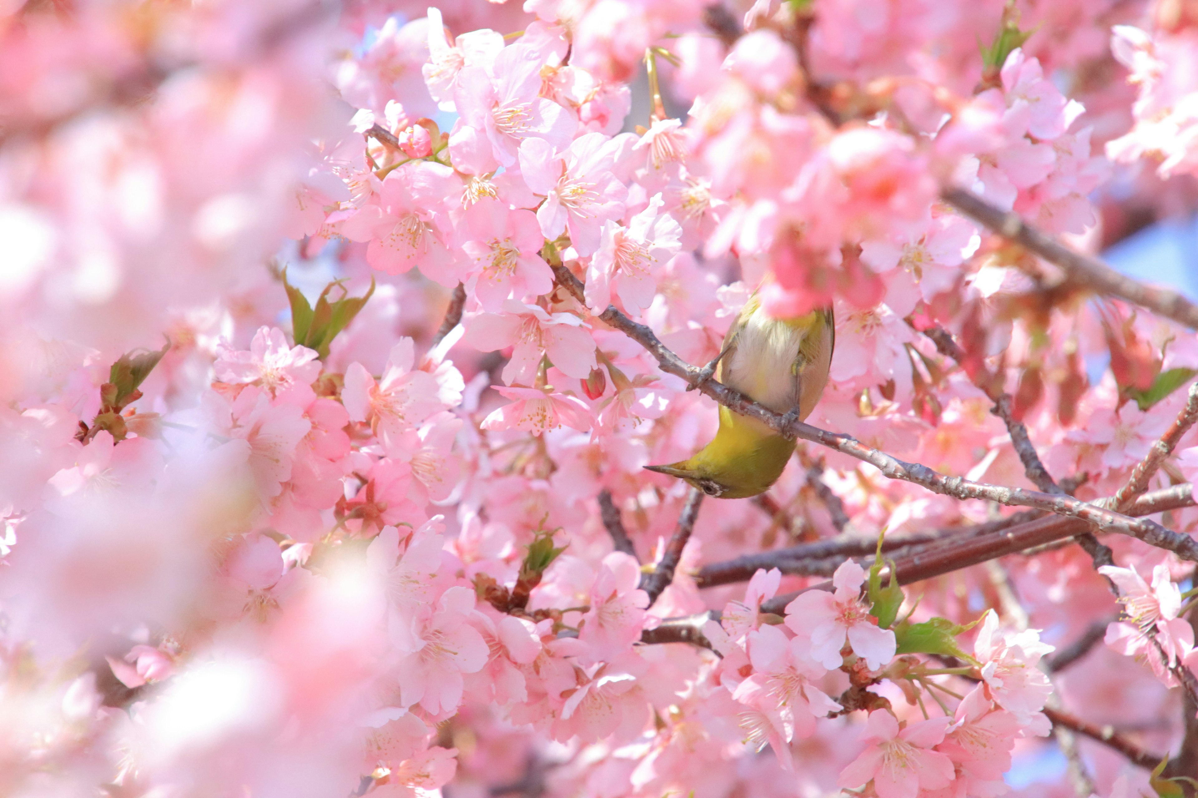 Nahaufnahme von Kirschbaumzweigen mit leuchtend rosa Blüten und grünen Blättern