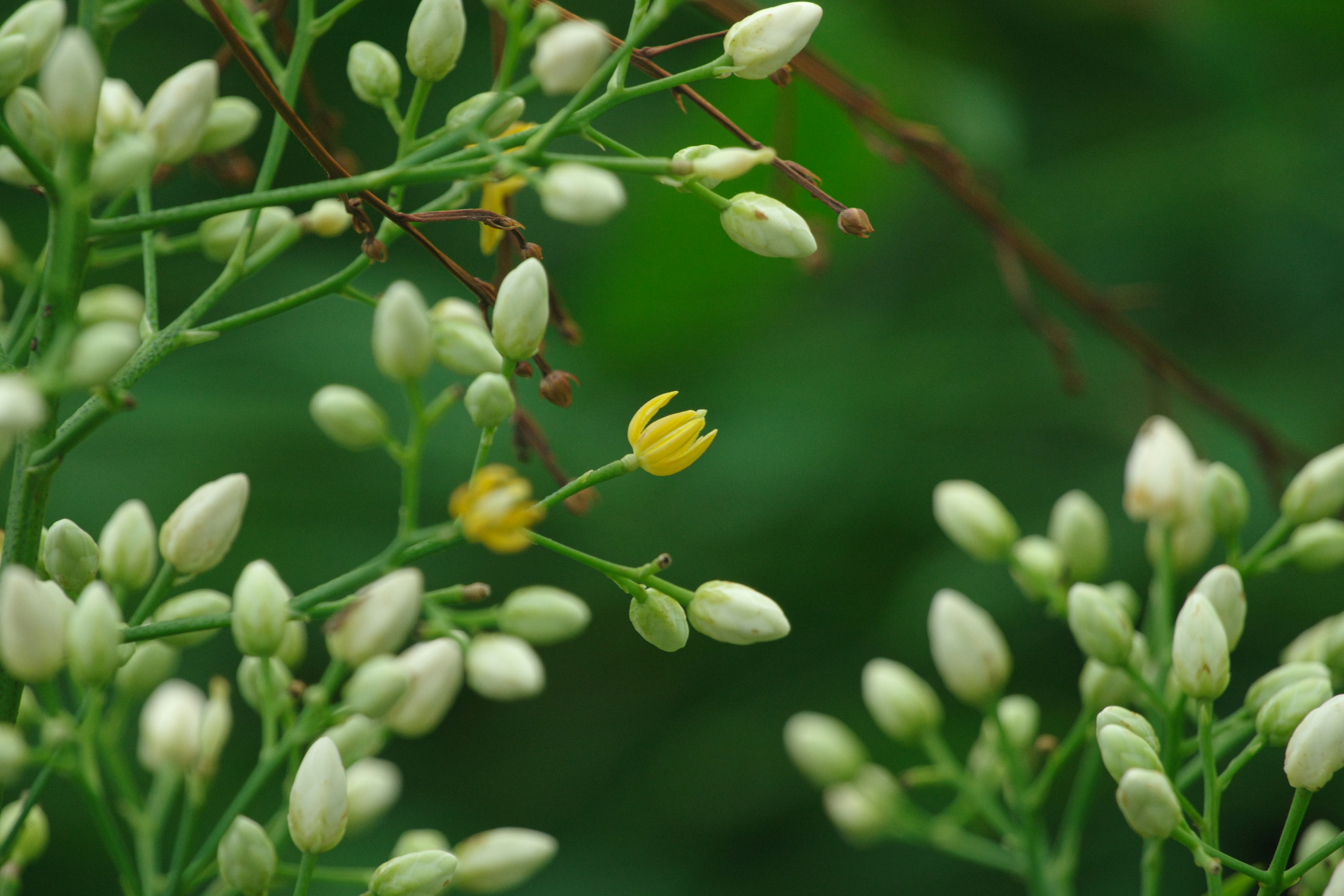 Primo piano di una pianta con boccioli bianchi e un fiore giallo