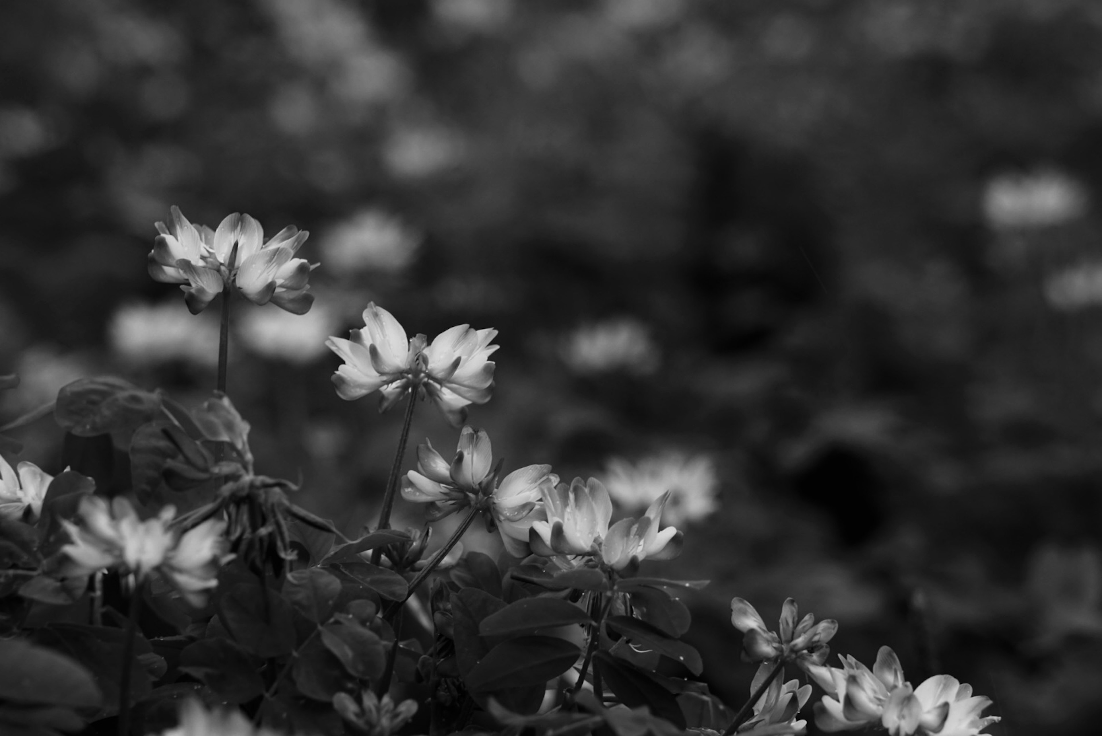 Nahaufnahme von blühenden Blumen in Schwarzweiß