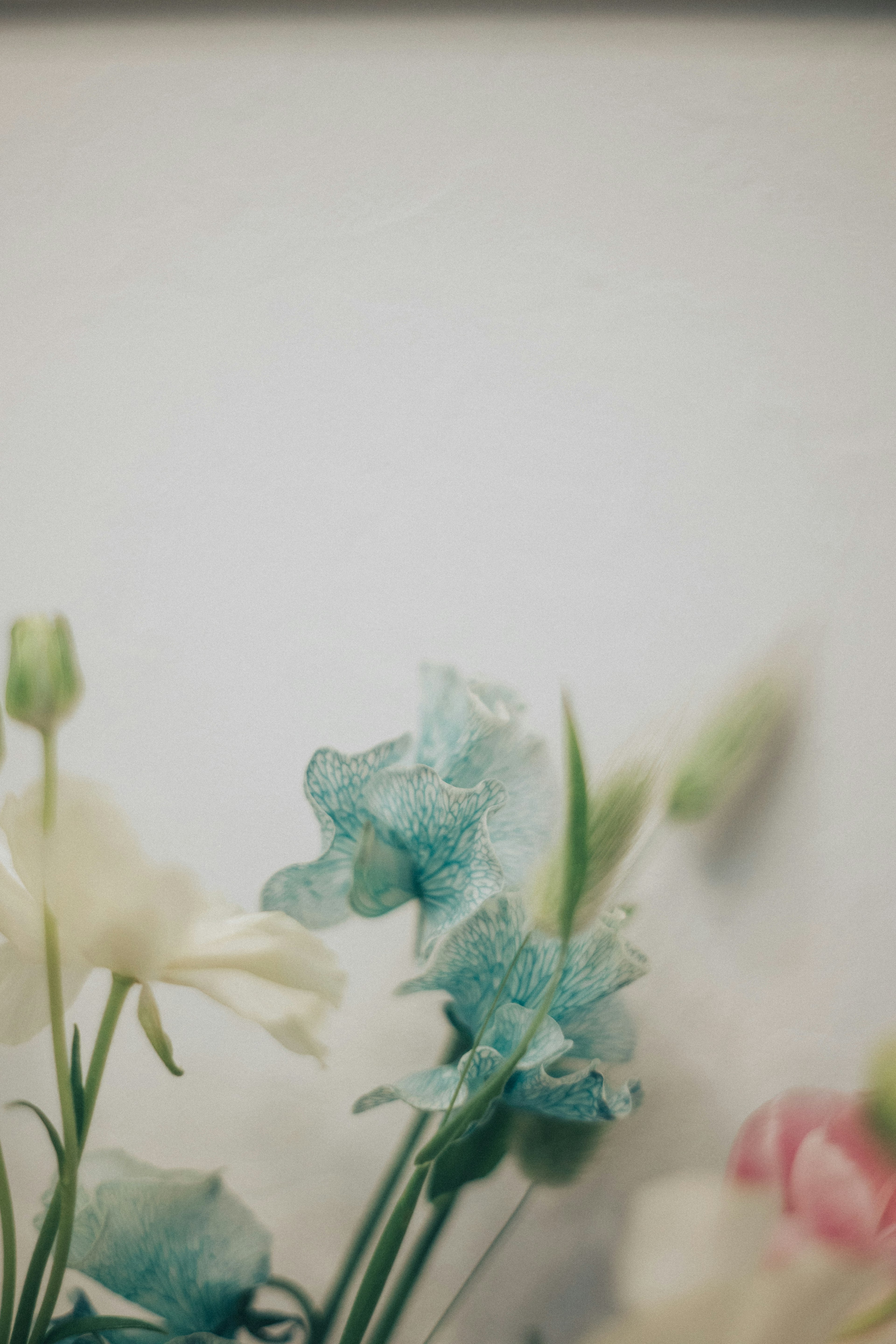 Delicate flowers in soft colors arranged against a white background