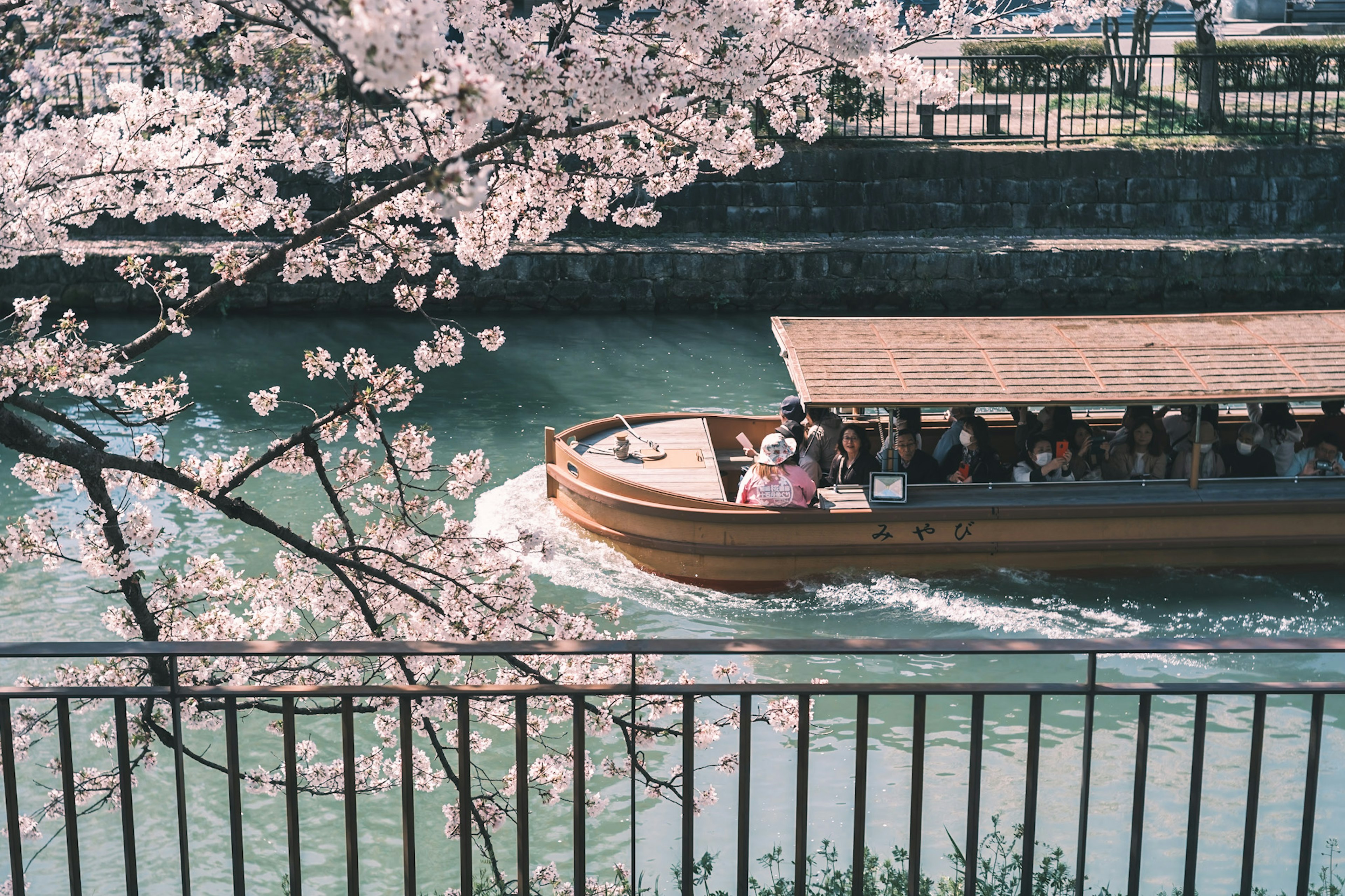 เรือลอยอยู่บนแม่น้ำที่มีดอกซากุระล้อมรอบ