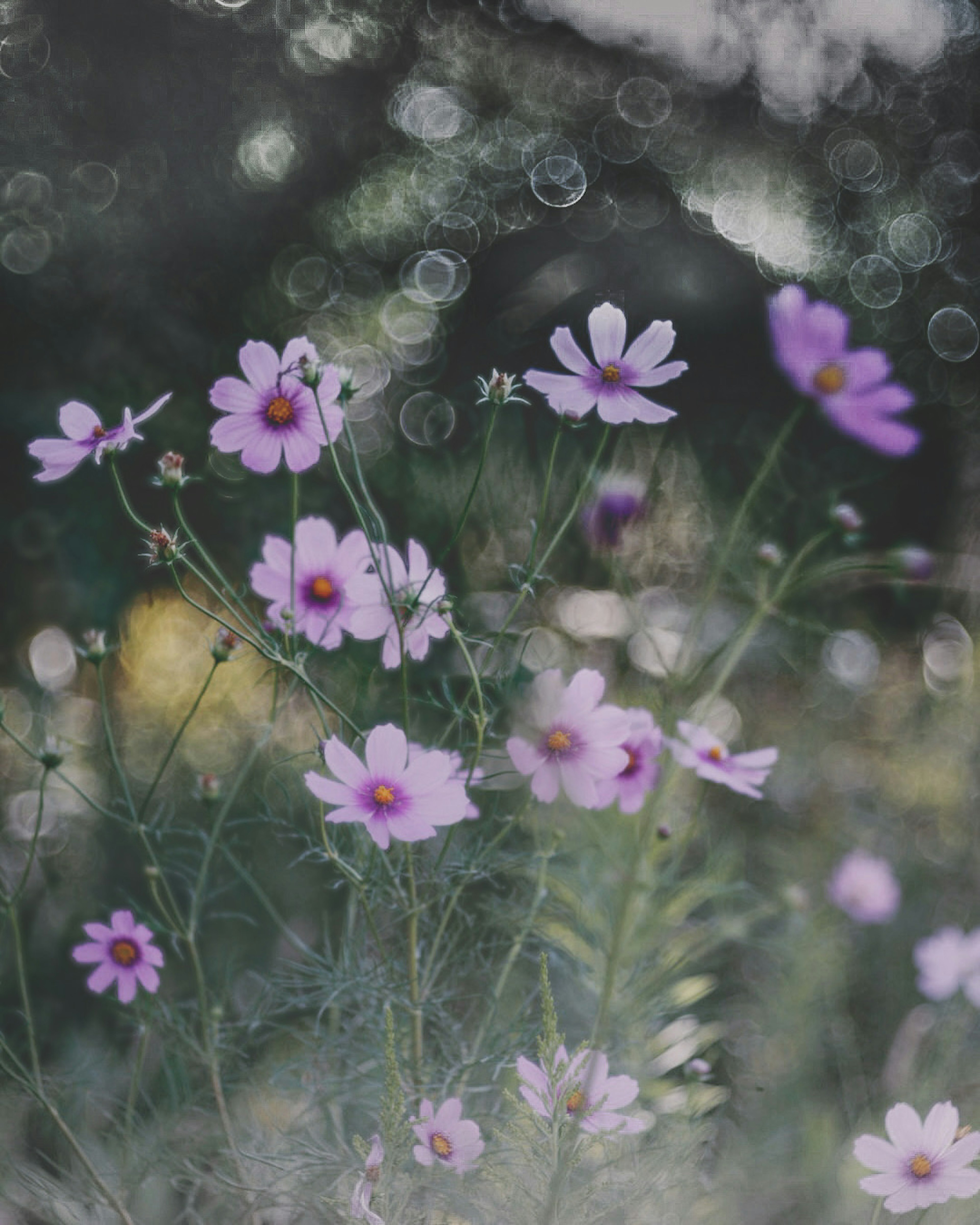 Foto de flores silvestres con flores moradas claras y un efecto bokeh suave