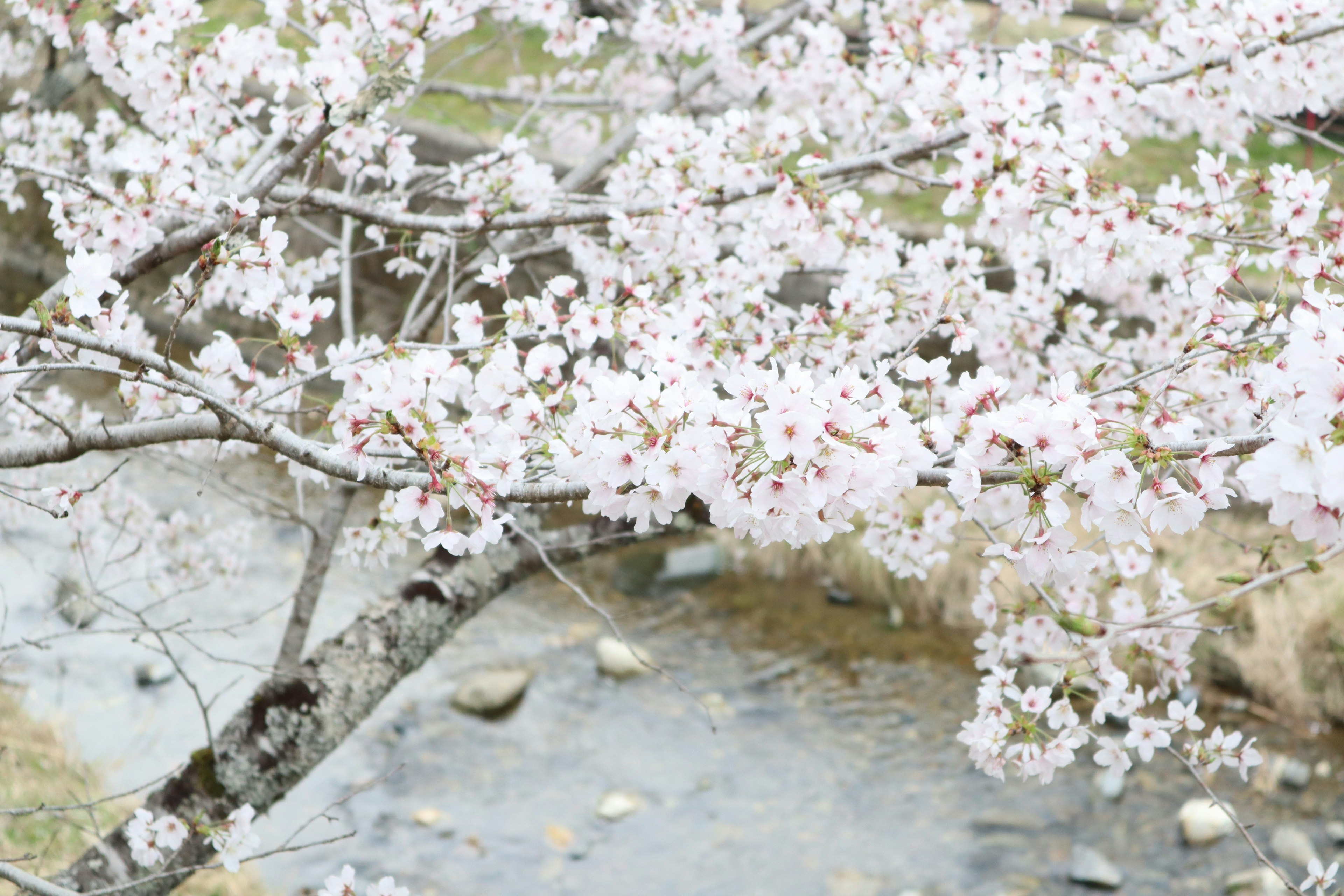 Acercamiento a flores de cerezo sobre un río