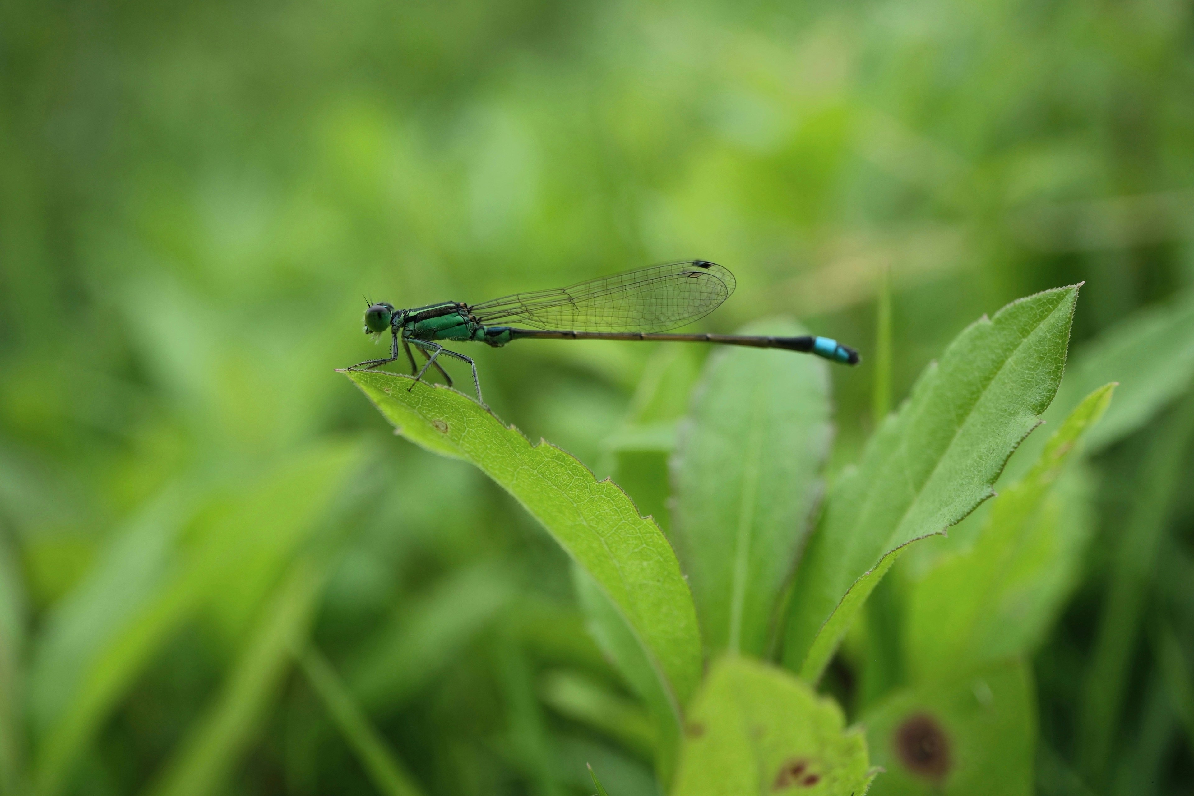 Una libélula azul posada sobre hojas verdes