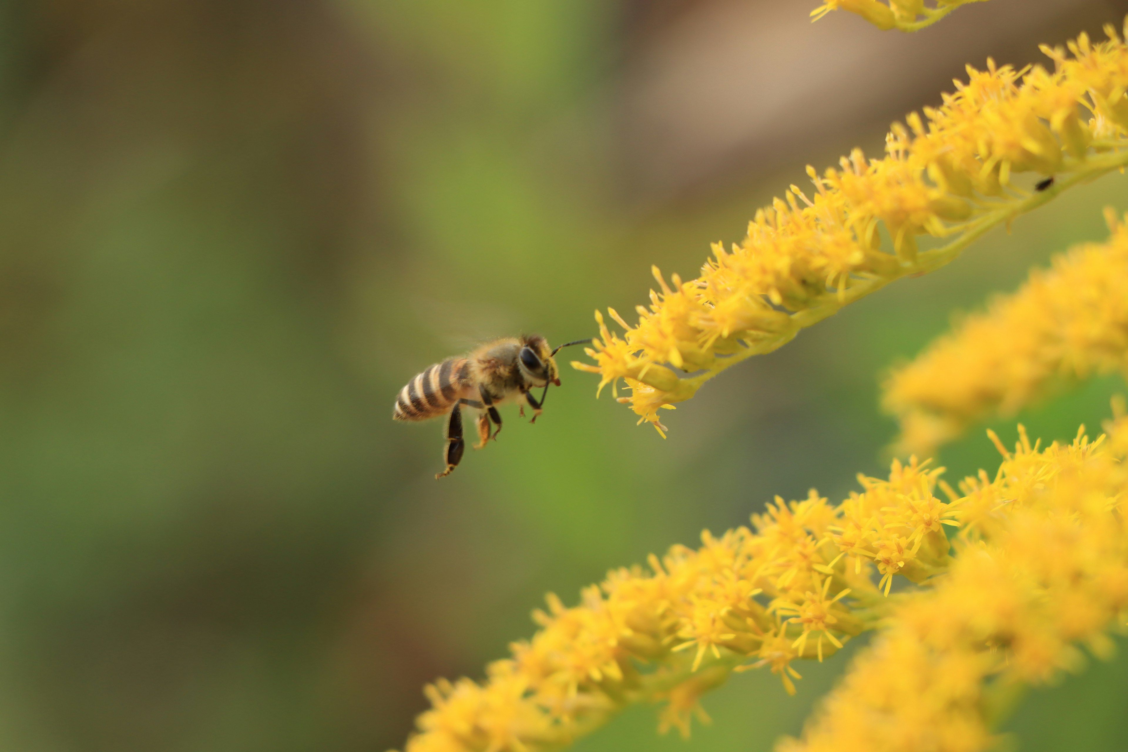 Acercamiento de una abeja a una flor amarilla