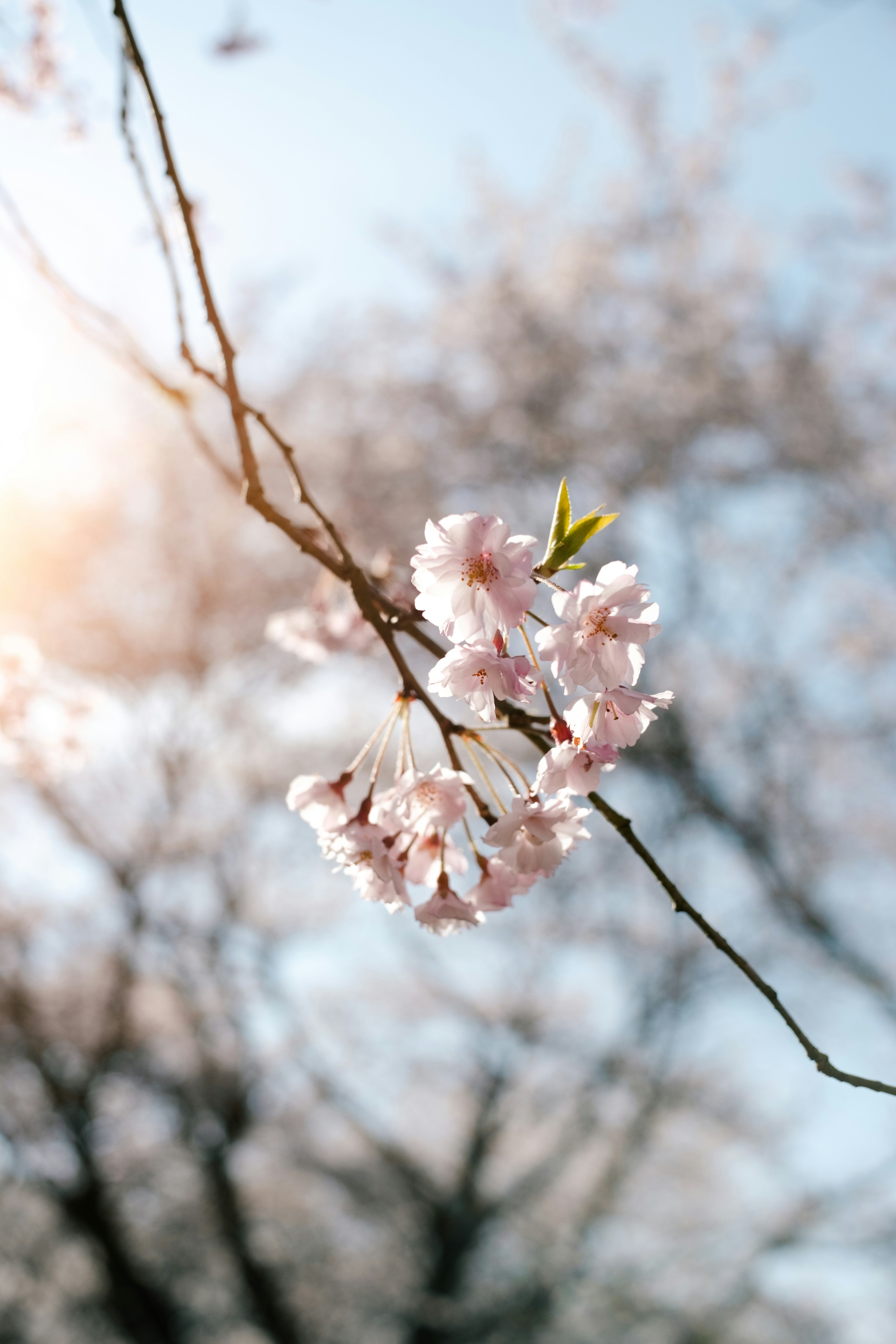 桜の花が咲いている枝のクローズアップ