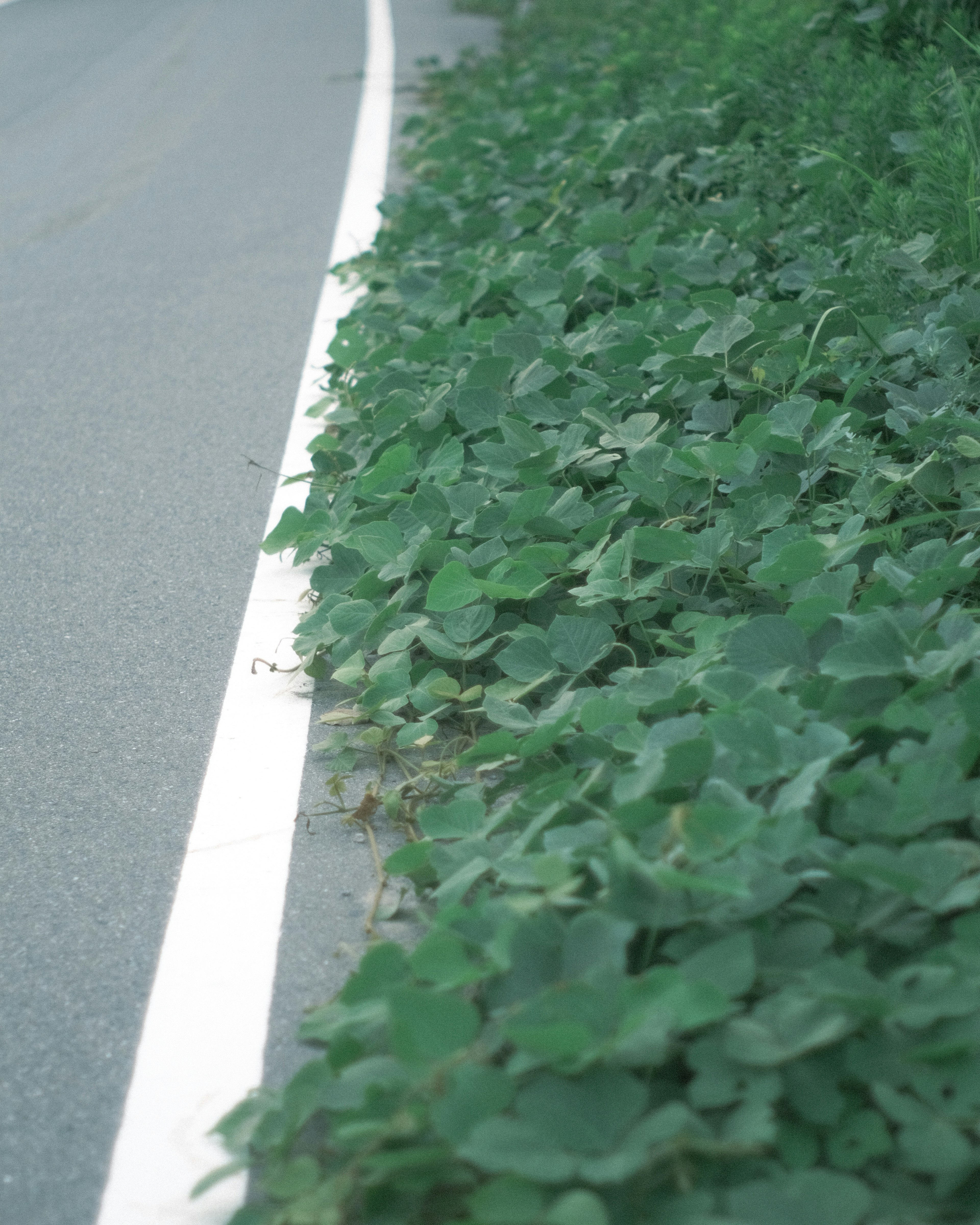 Feuillage vert luxuriant le long de la route