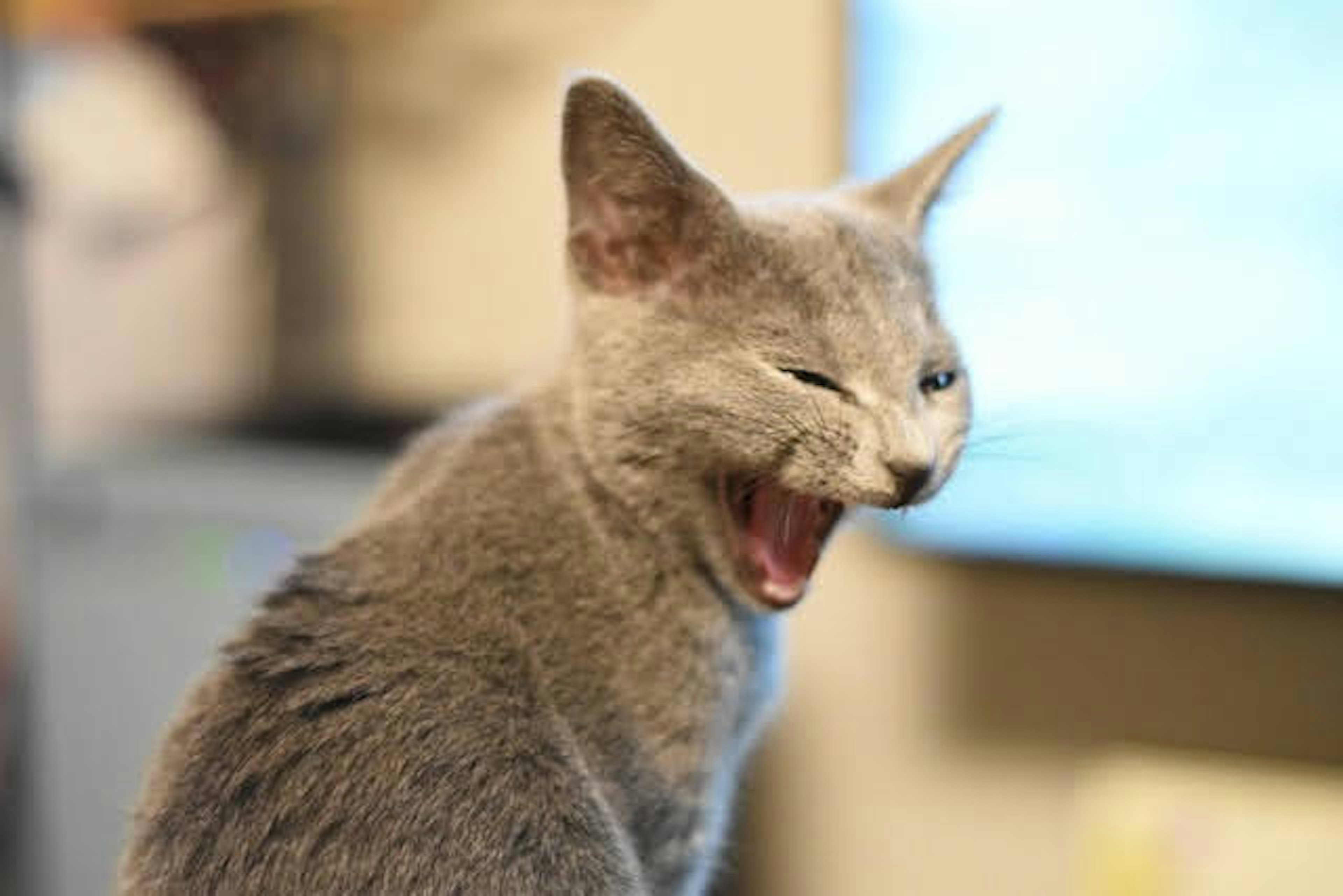 Gray cat yawning with a playful expression