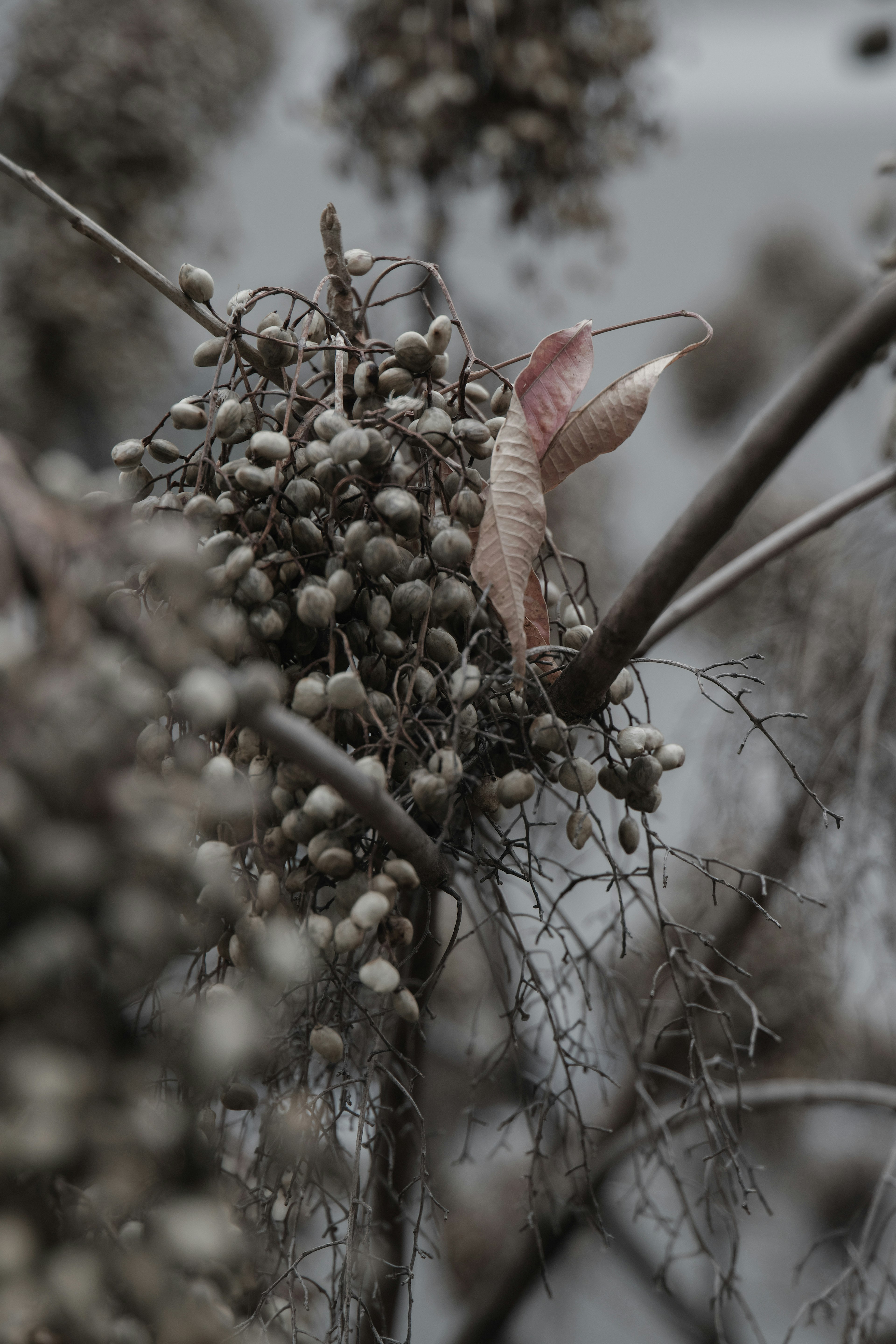 A small shrimp-like creature among dried plants