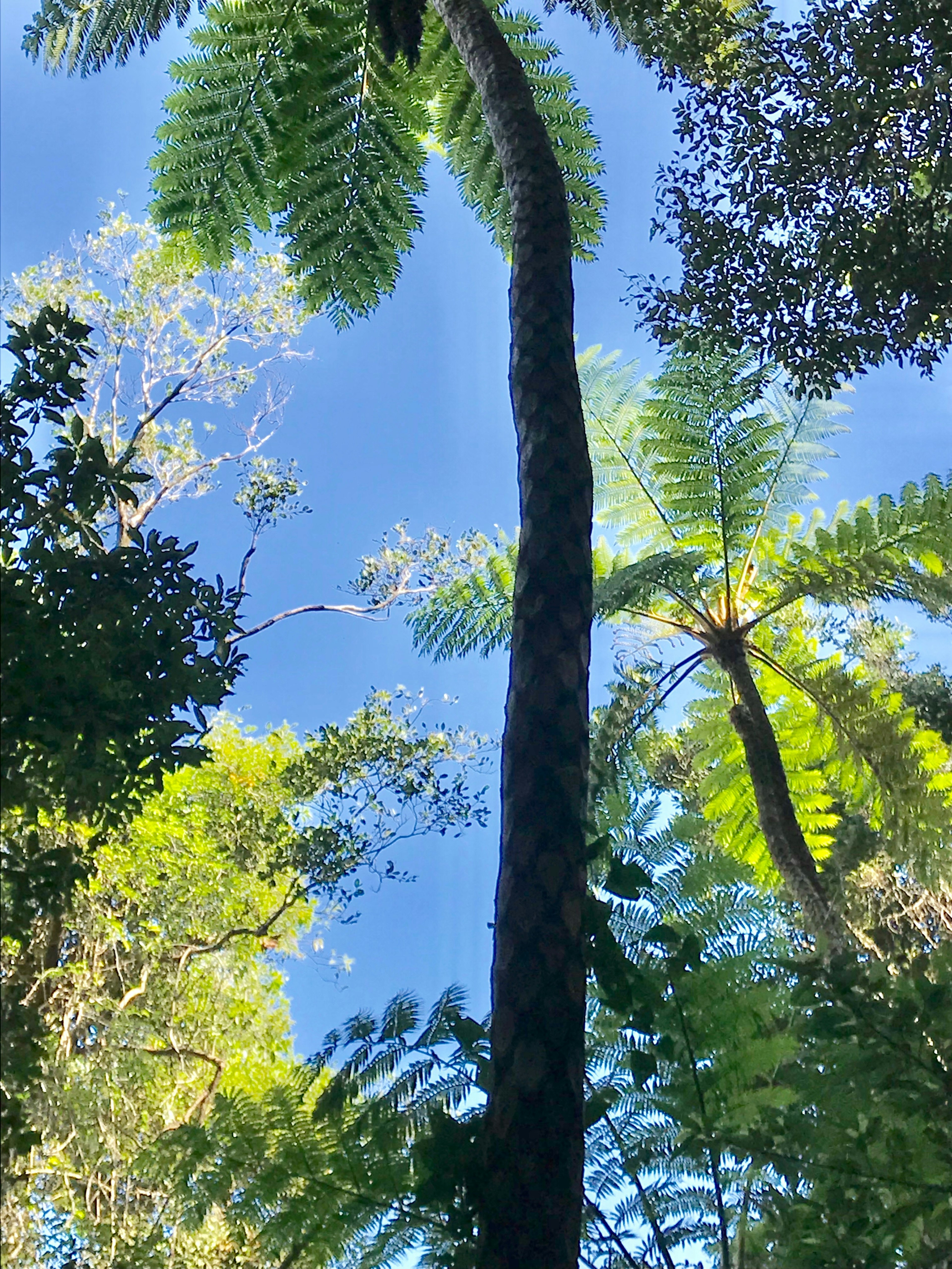 Altos árboles y hojas de helecho bajo un cielo azul