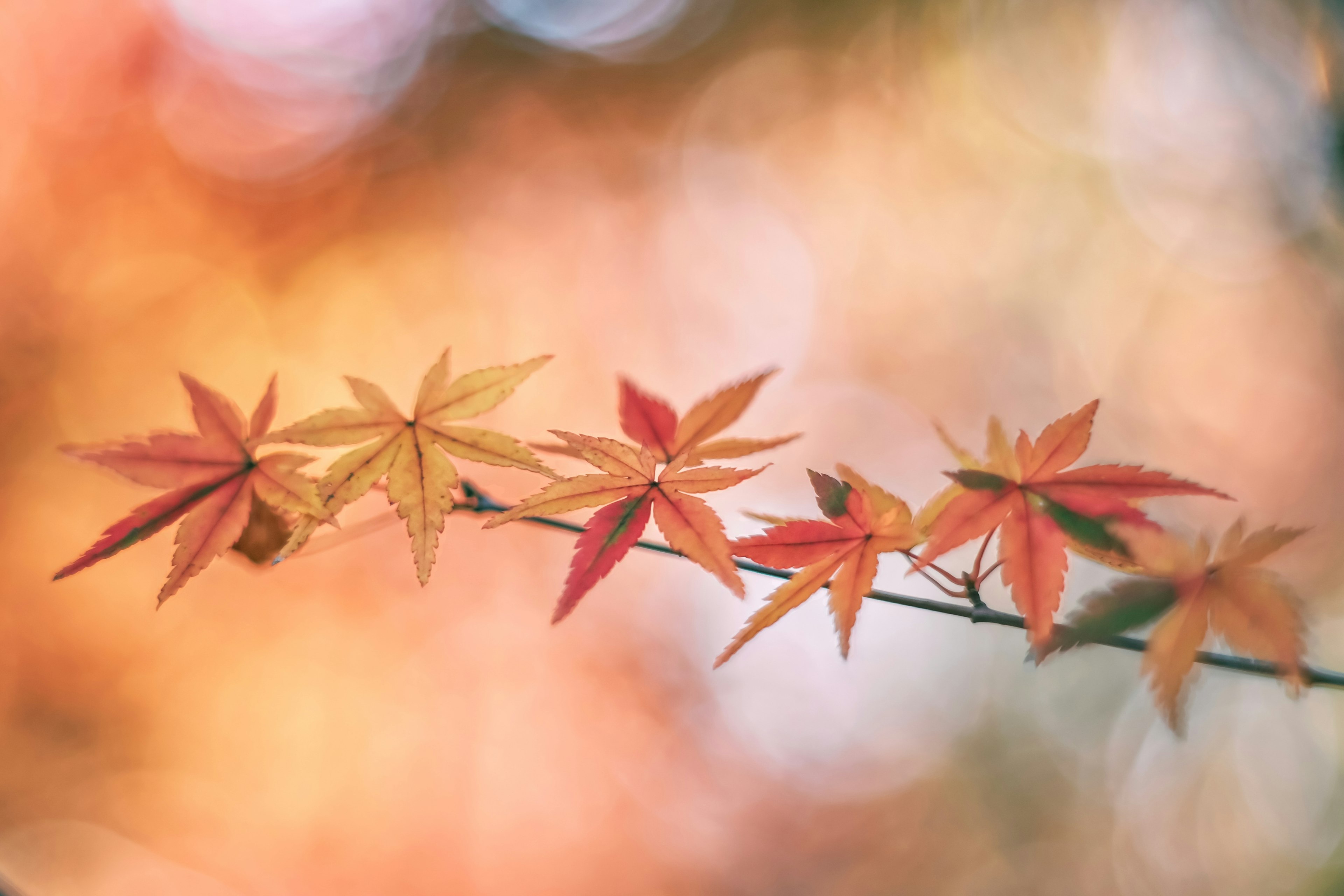 Feuilles d'érable disposées en belles nuances d'orange et de rouge